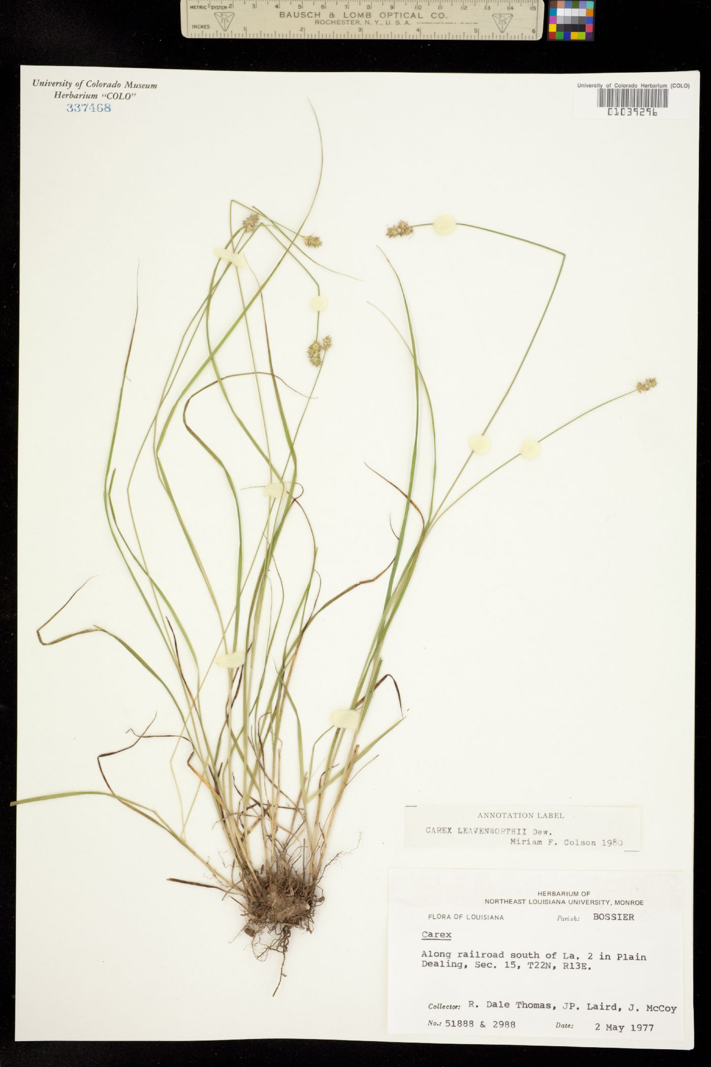Carex leavenworthii image