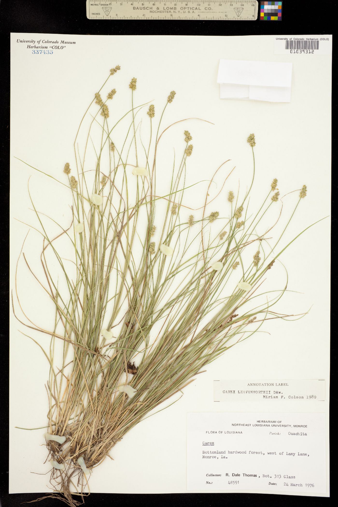 Carex leavenworthii image