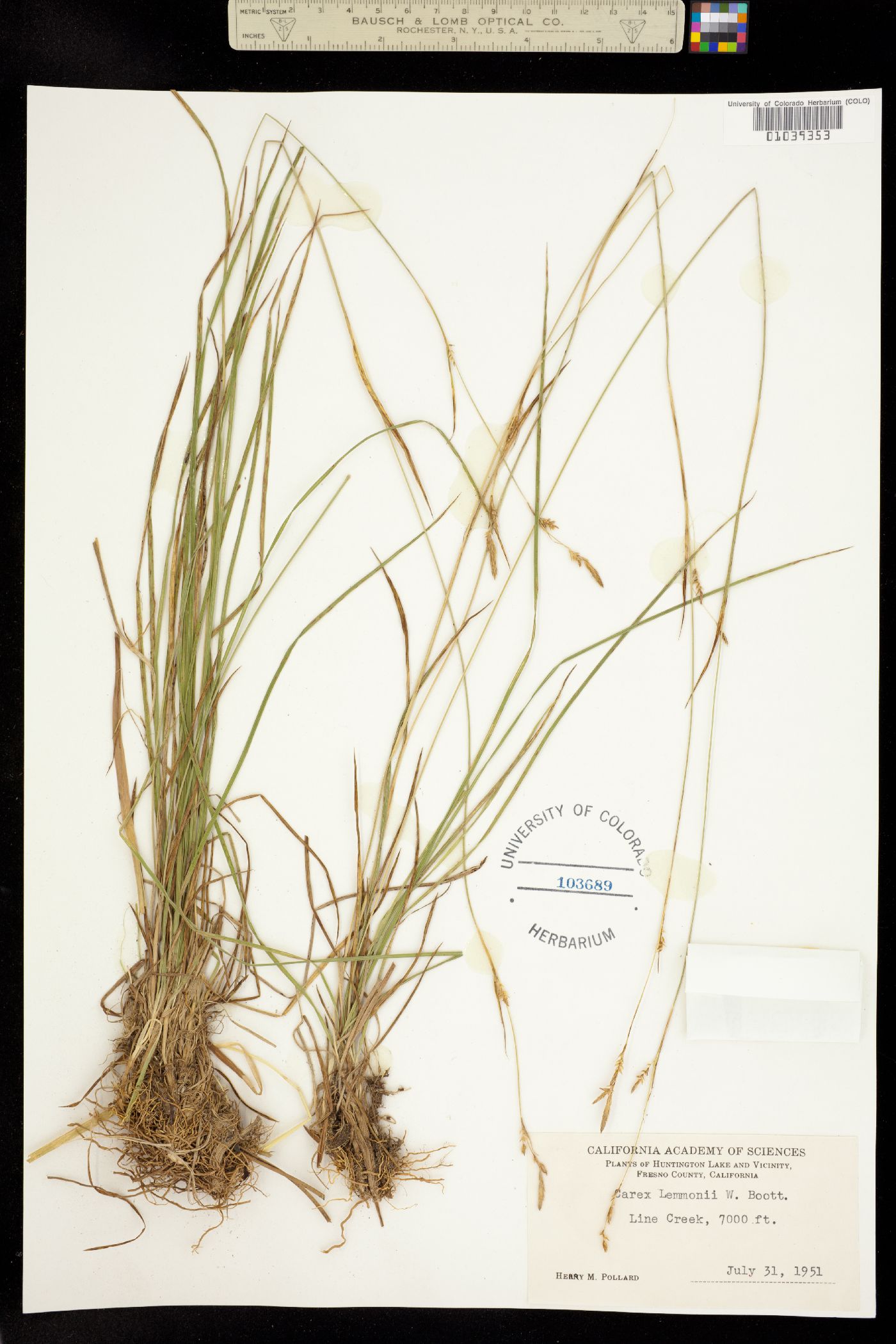 Carex lemmonii image