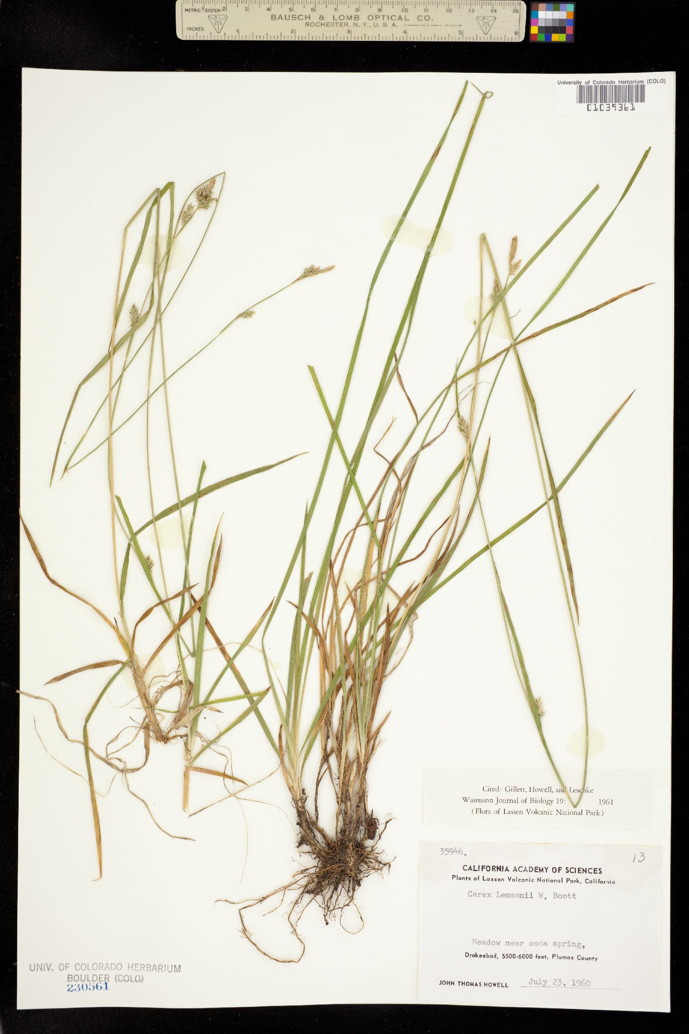 Carex lemmonii image