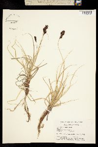 Carex leiophylla image