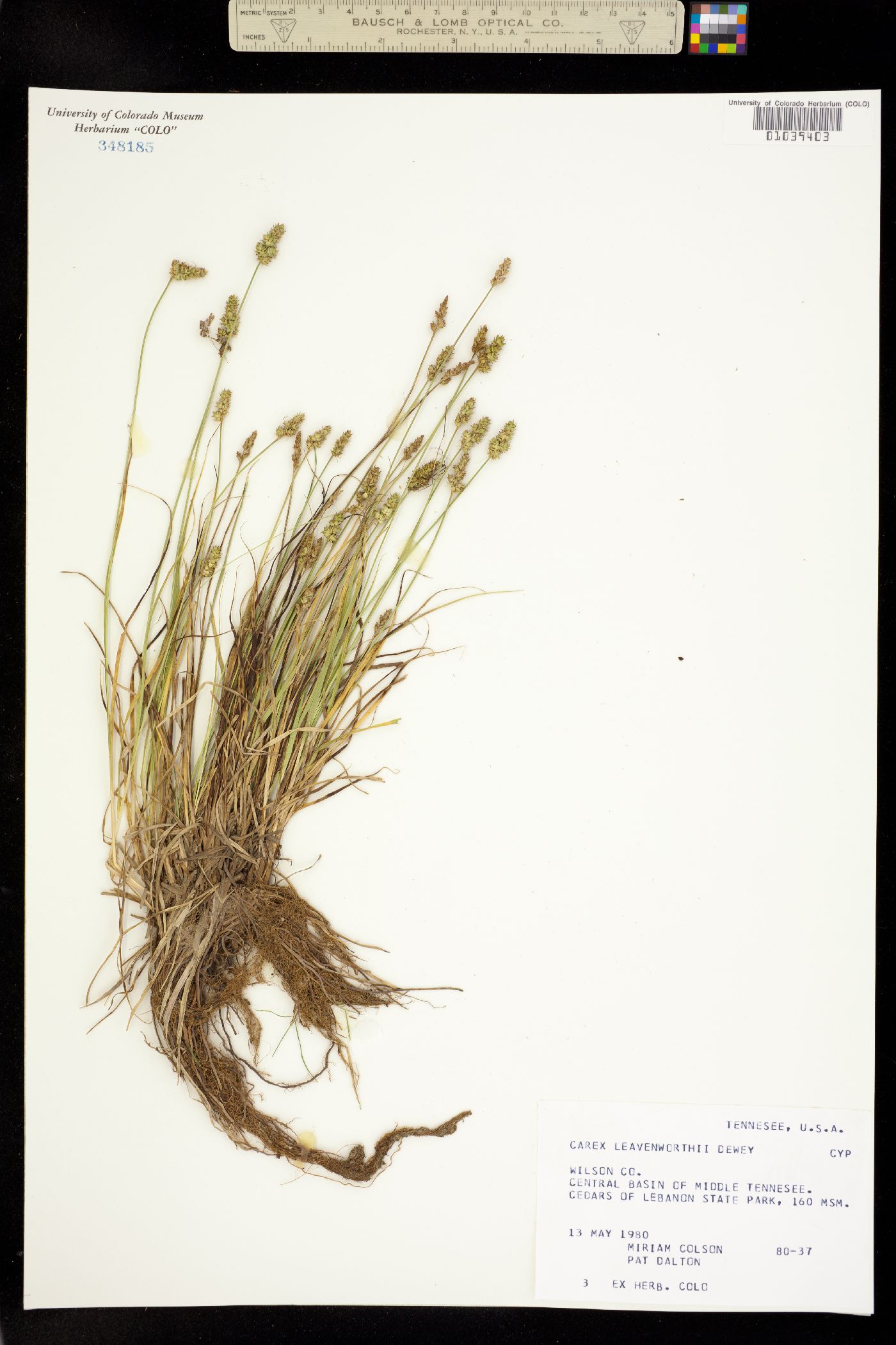 Carex leavenworthii image