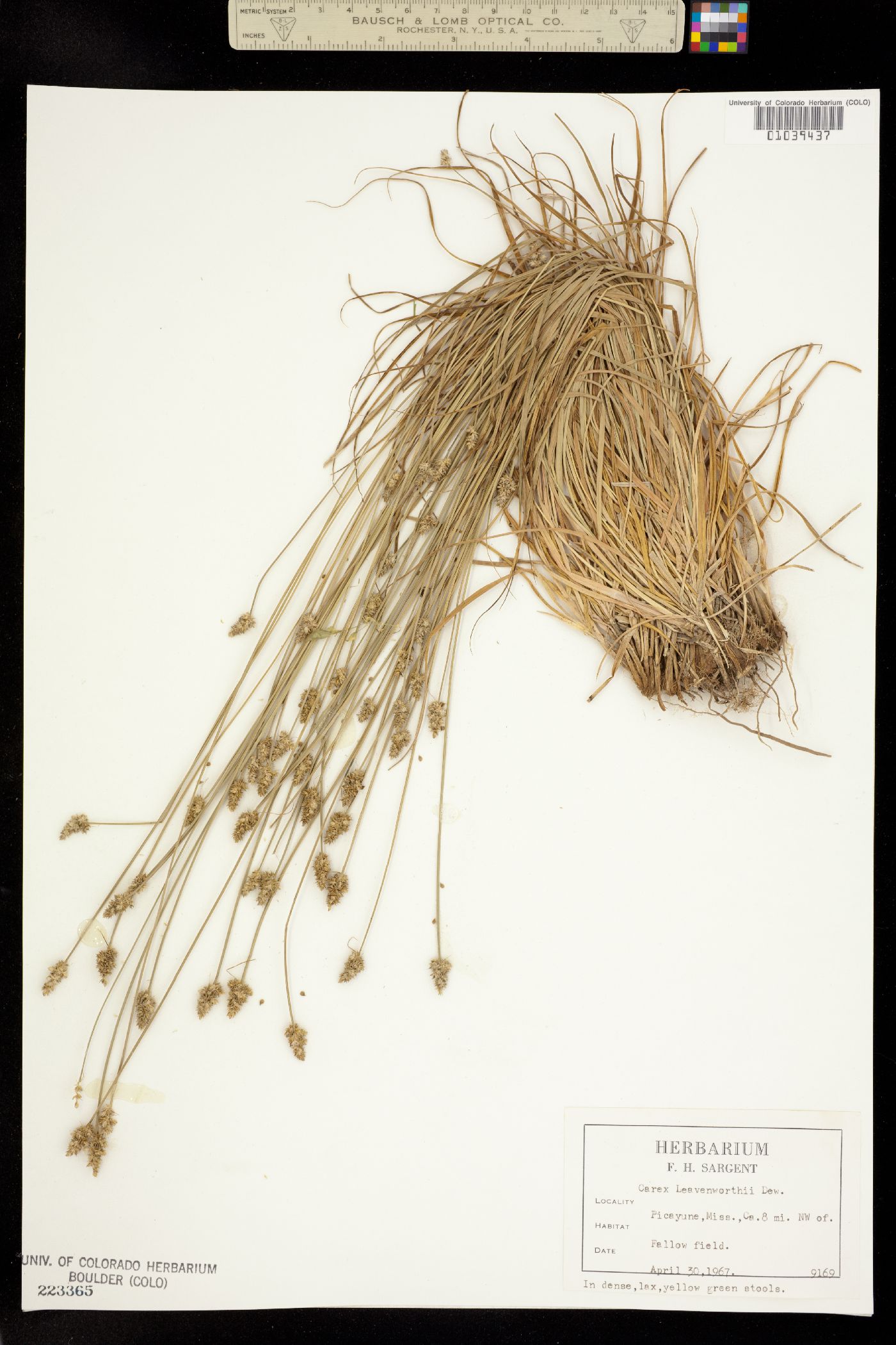 Carex leavenworthii image