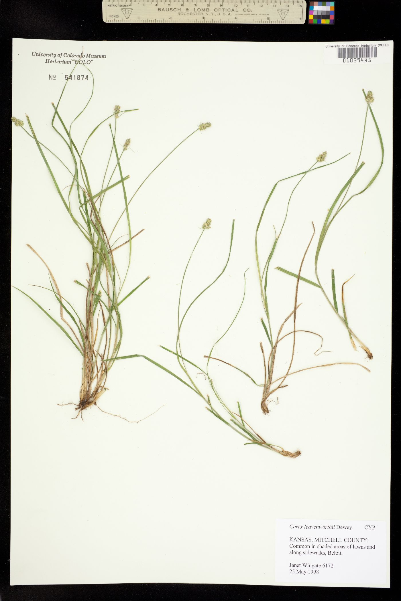 Carex leavenworthii image