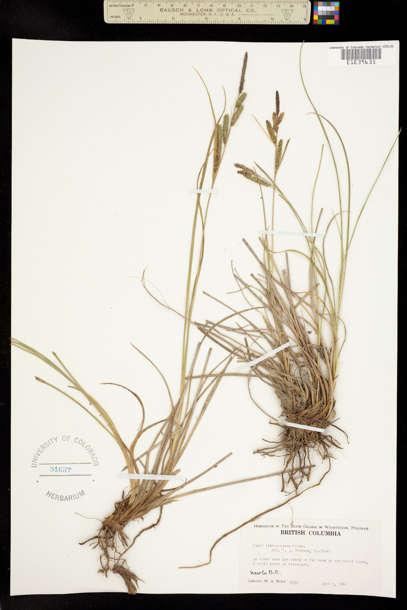 Carex lenticularis image