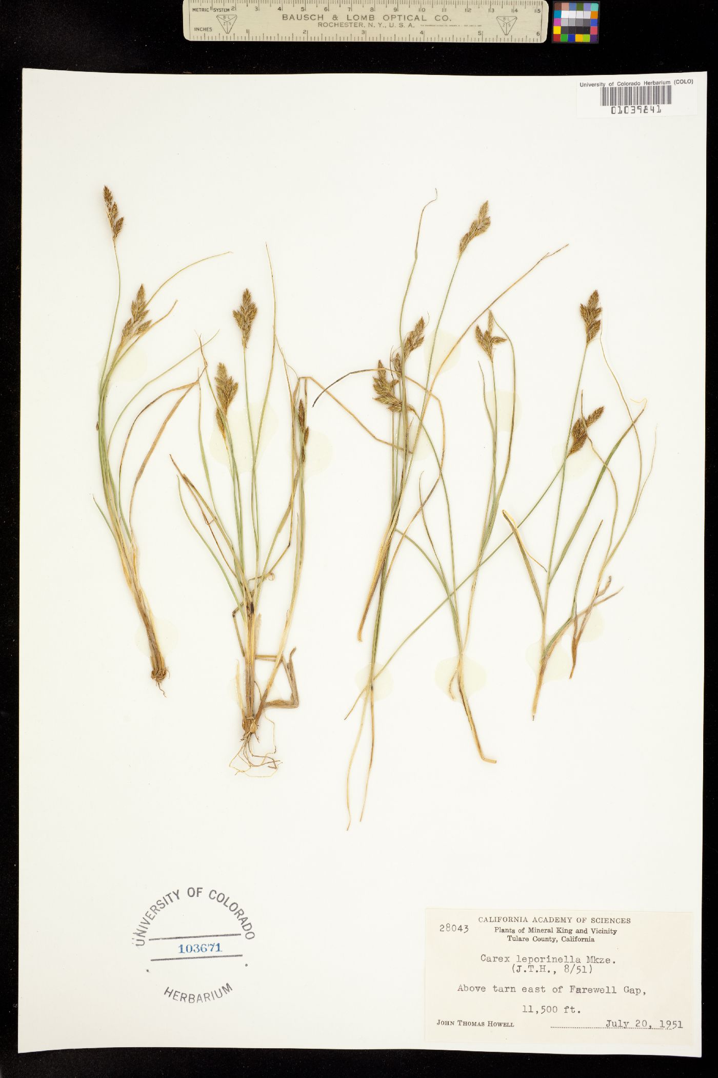 Carex leporinella image