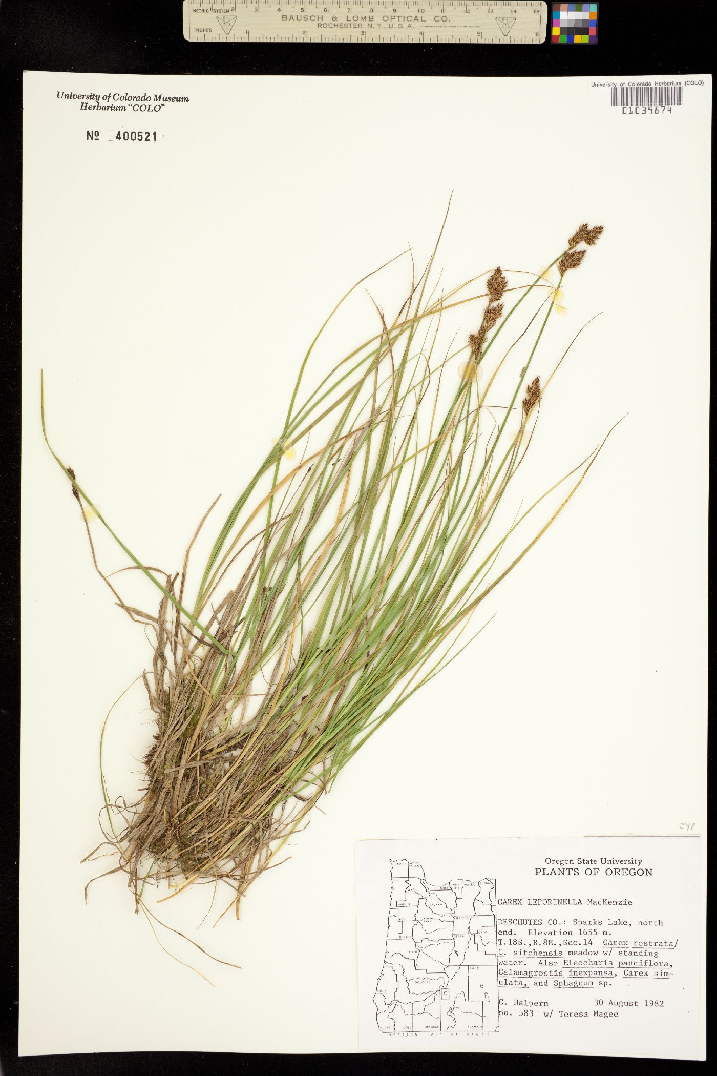 Carex leporinella image