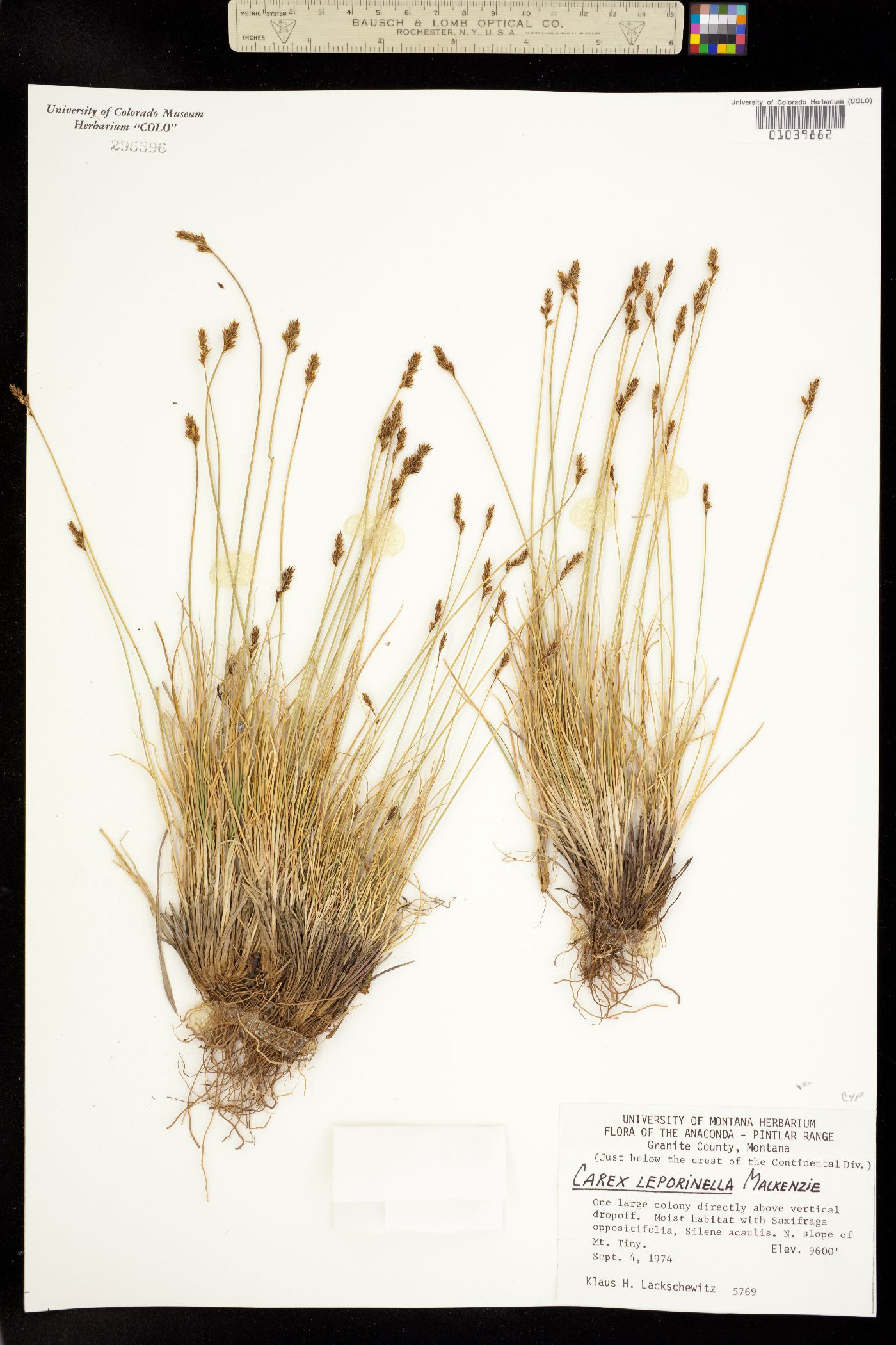 Carex leporinella image