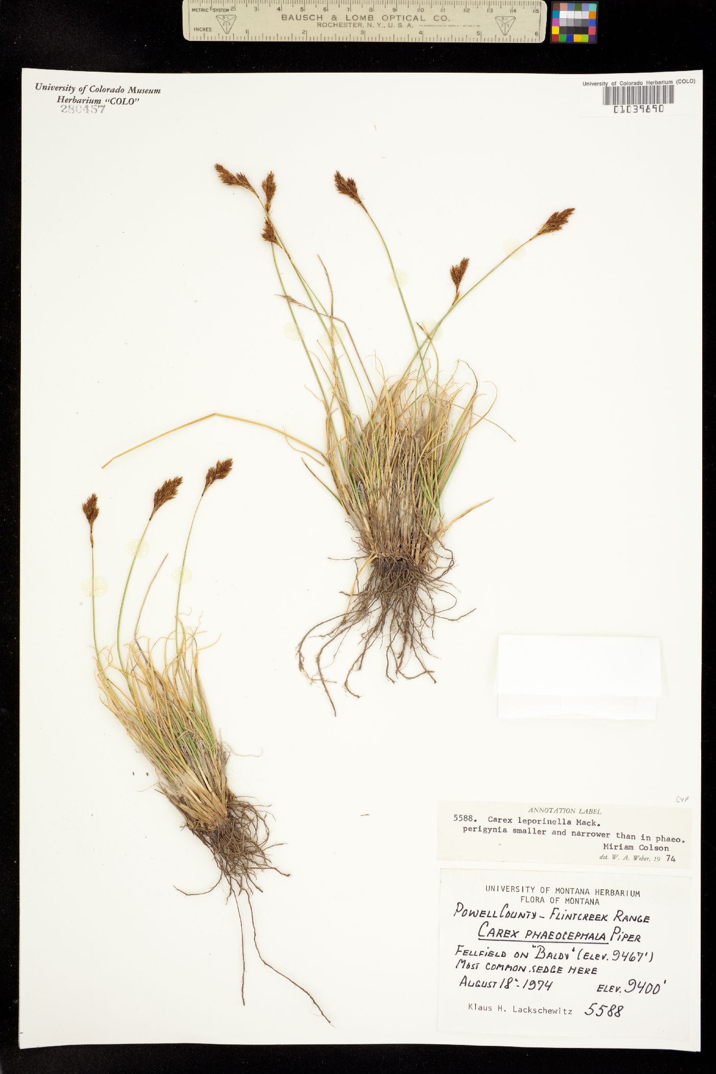Carex leporinella image