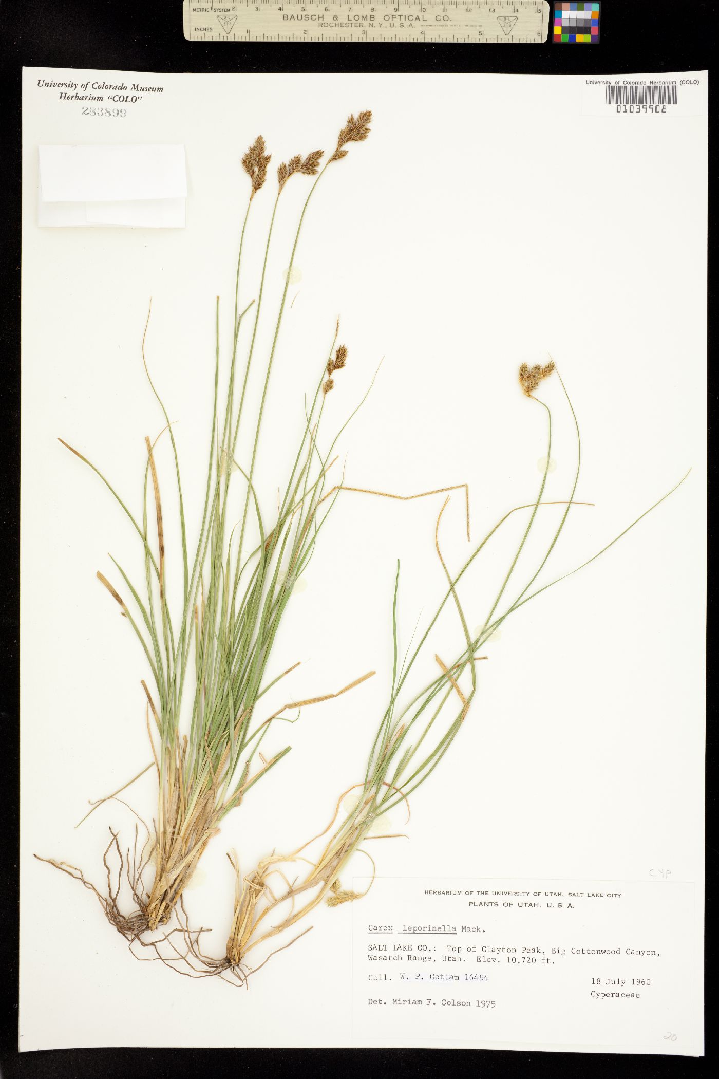 Carex leporinella image