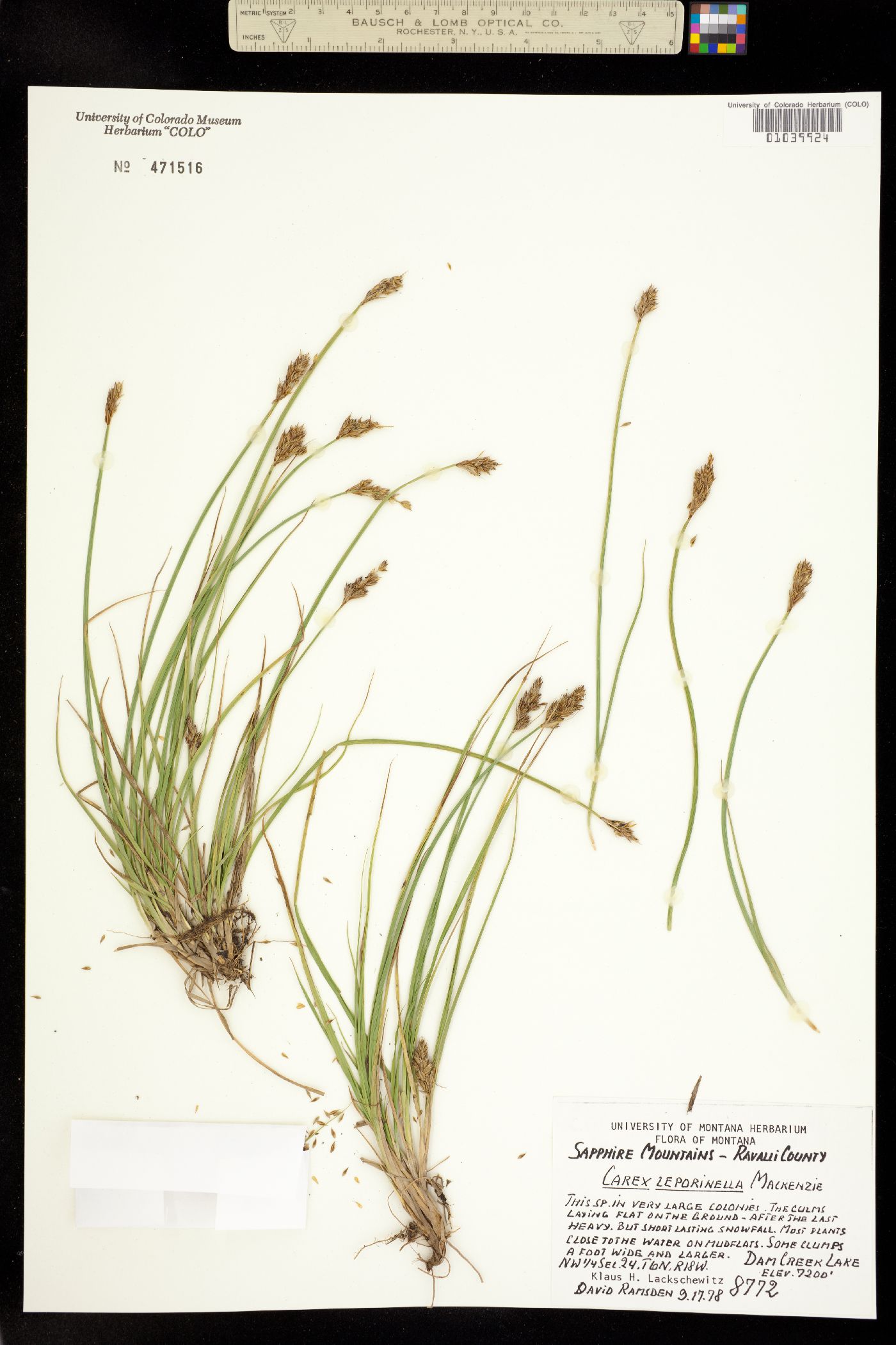 Carex leporinella image