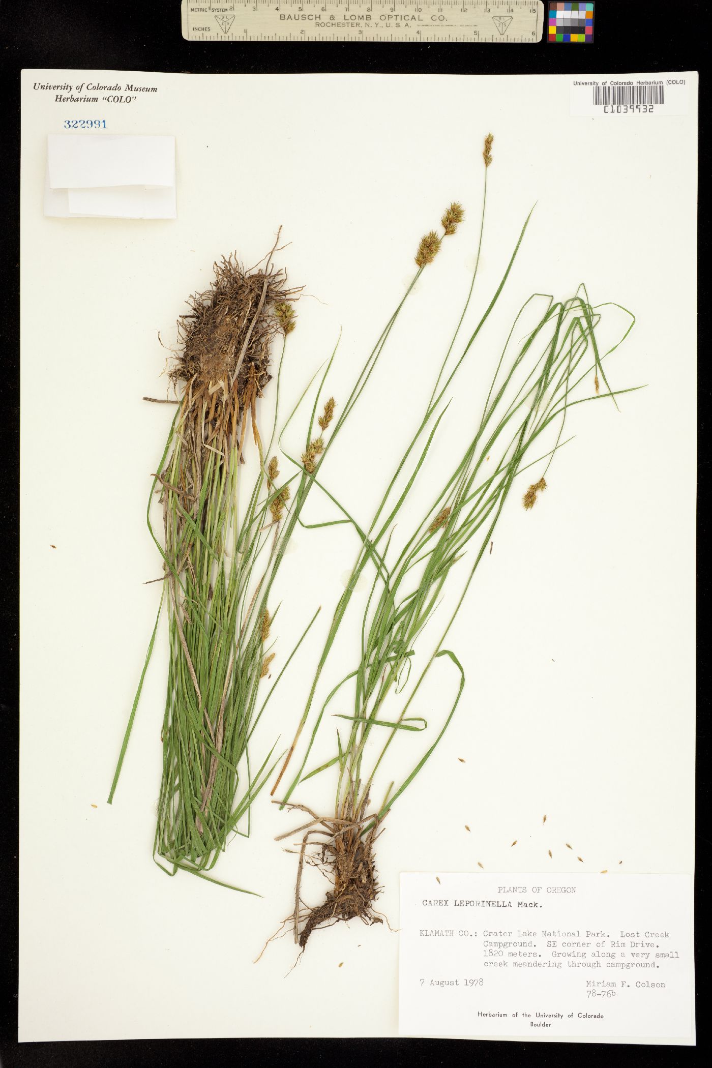 Carex leporinella image