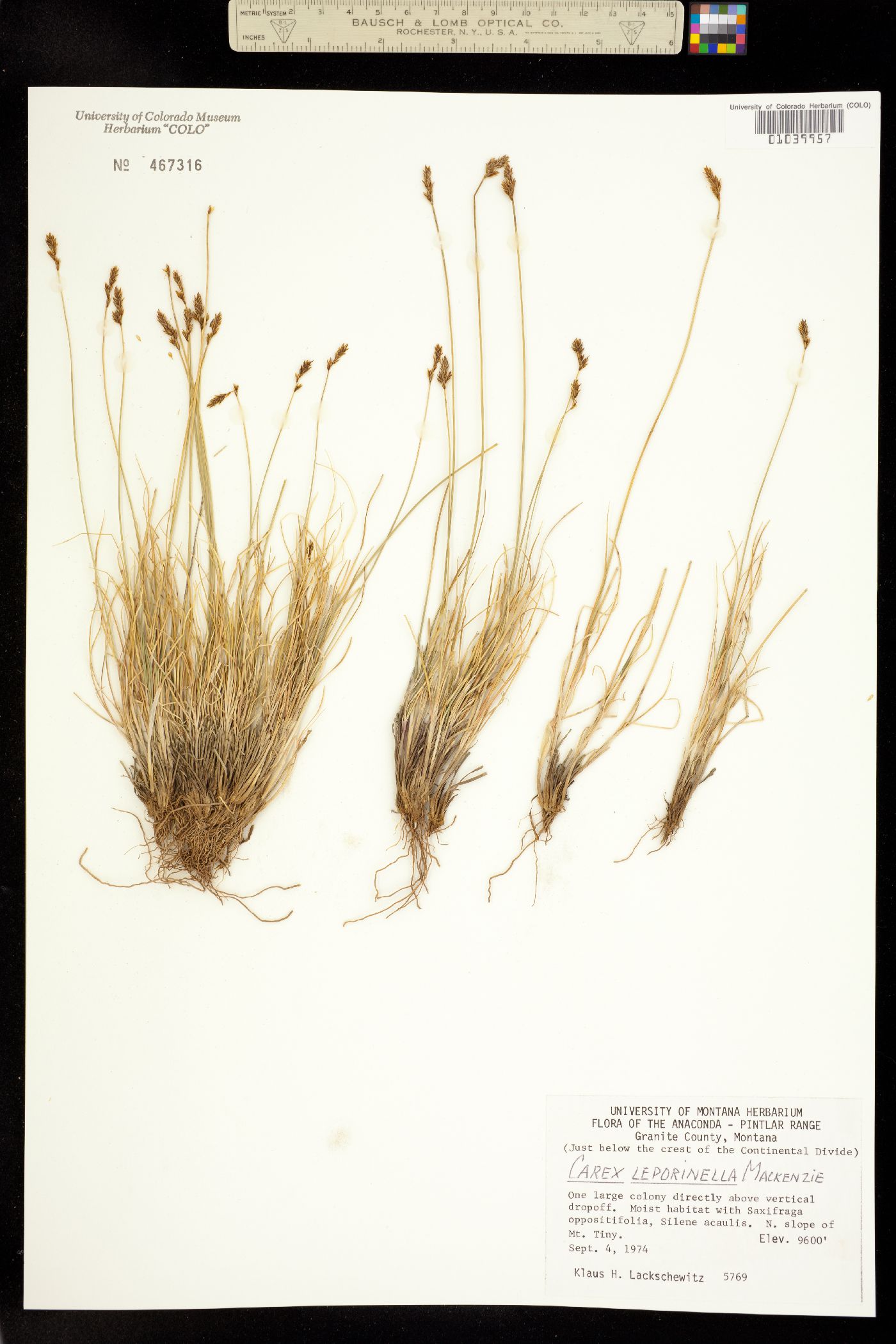 Carex leporinella image
