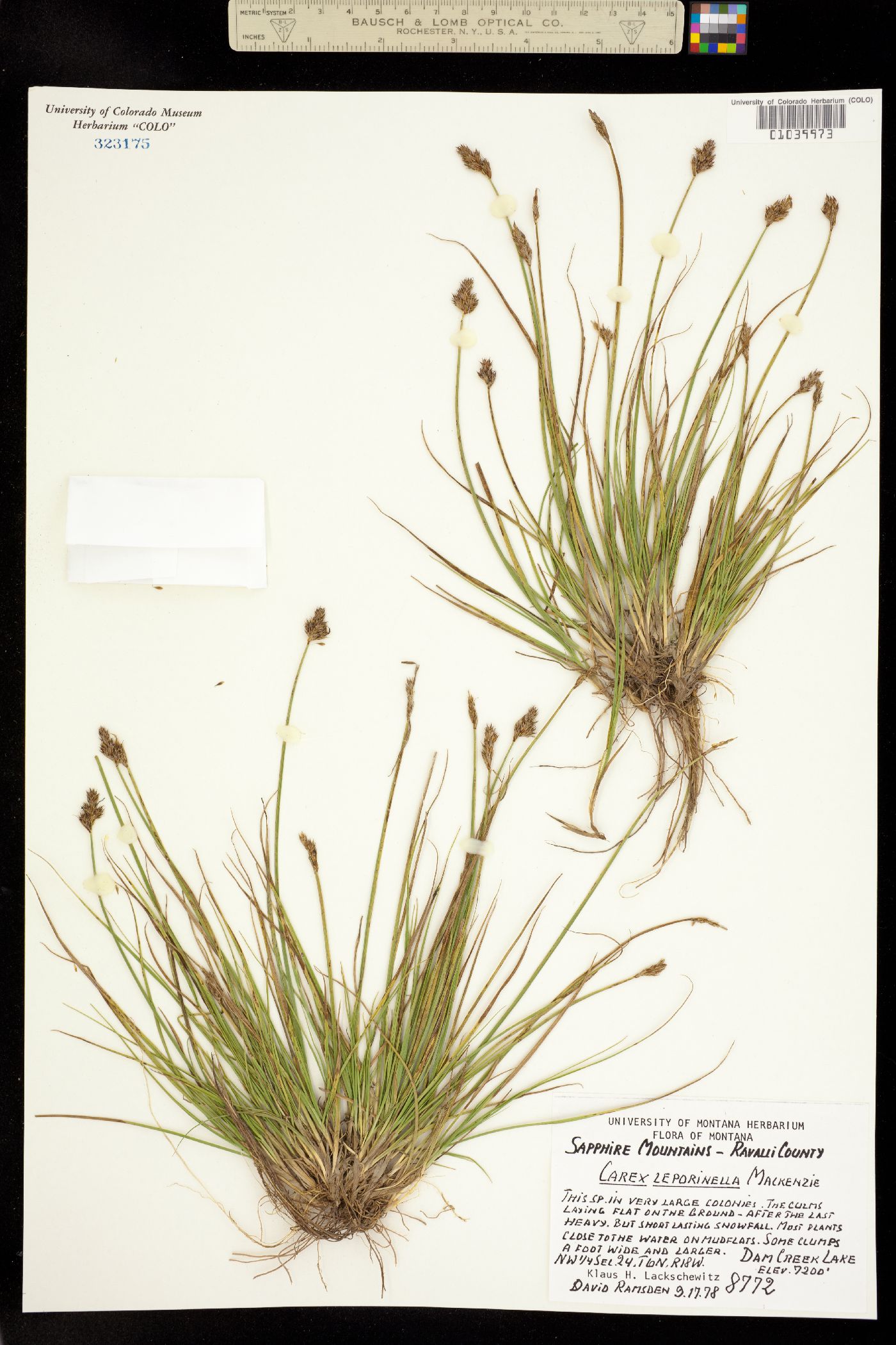 Carex leporinella image