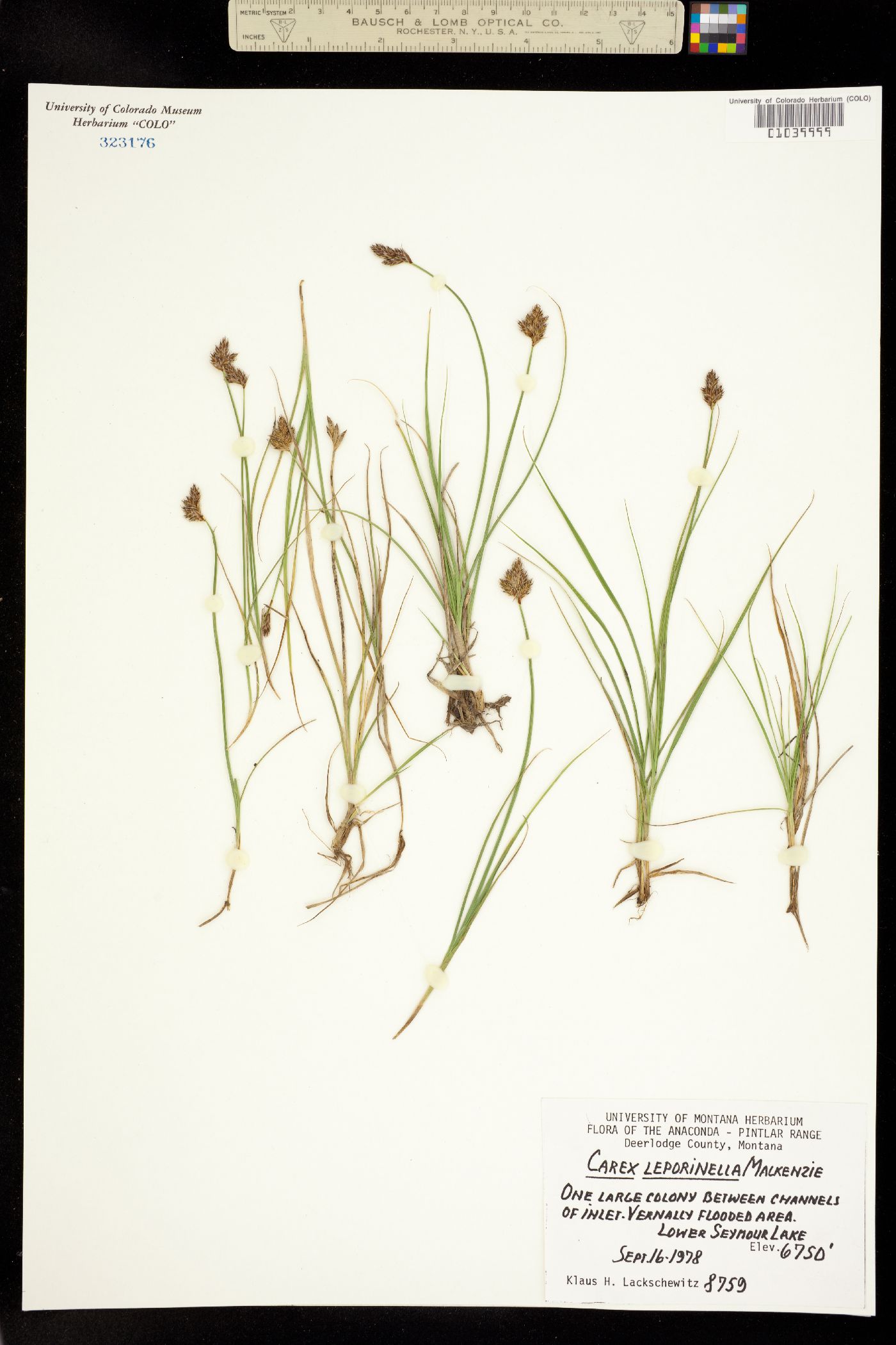 Carex leporinella image