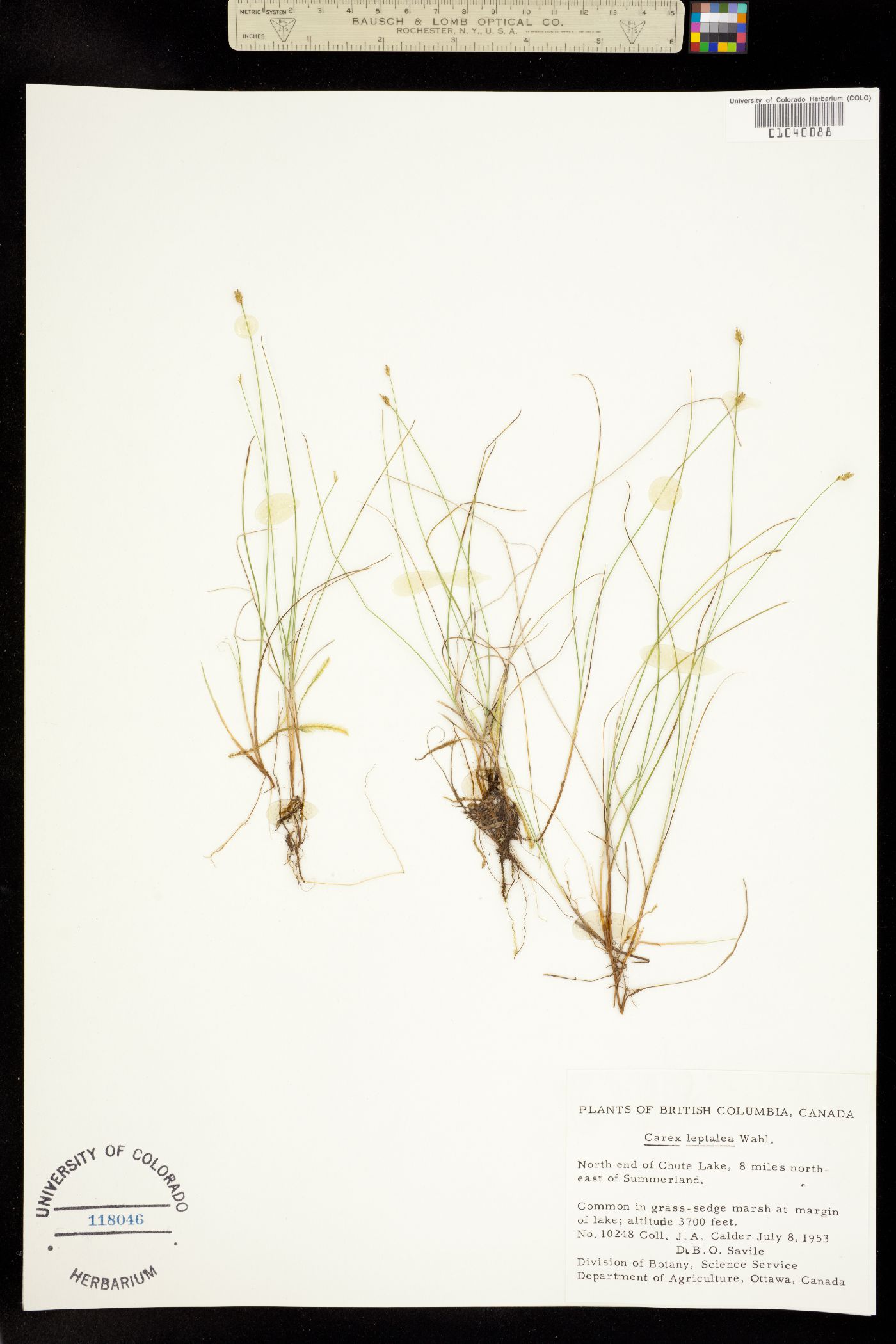 Carex leptalea image