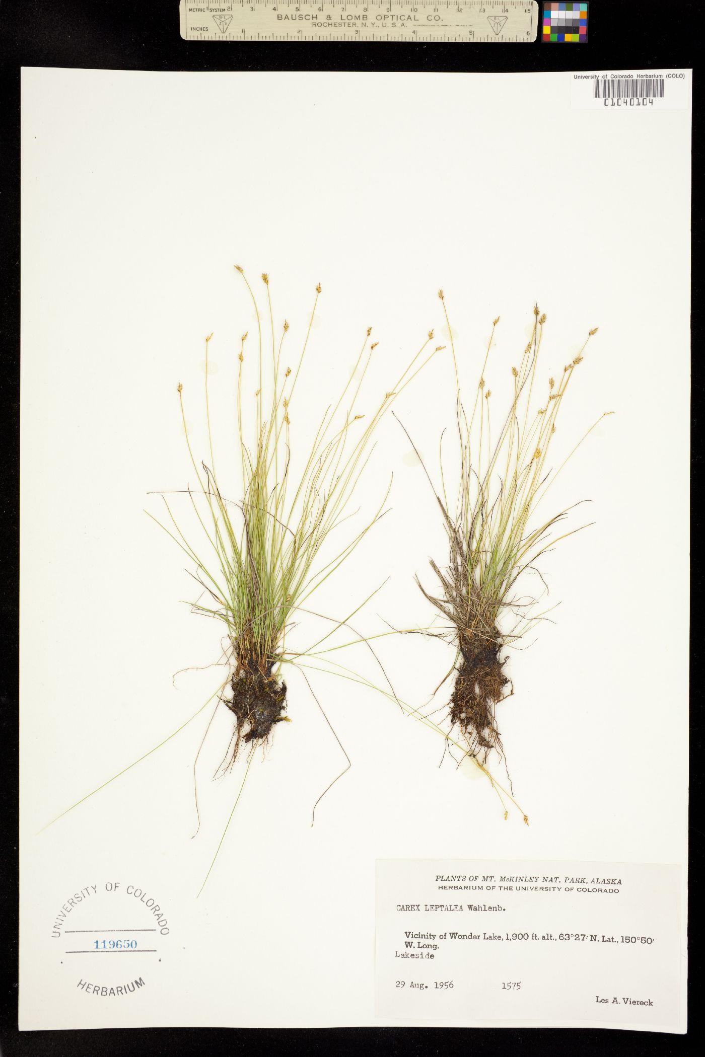 Carex leptalea image