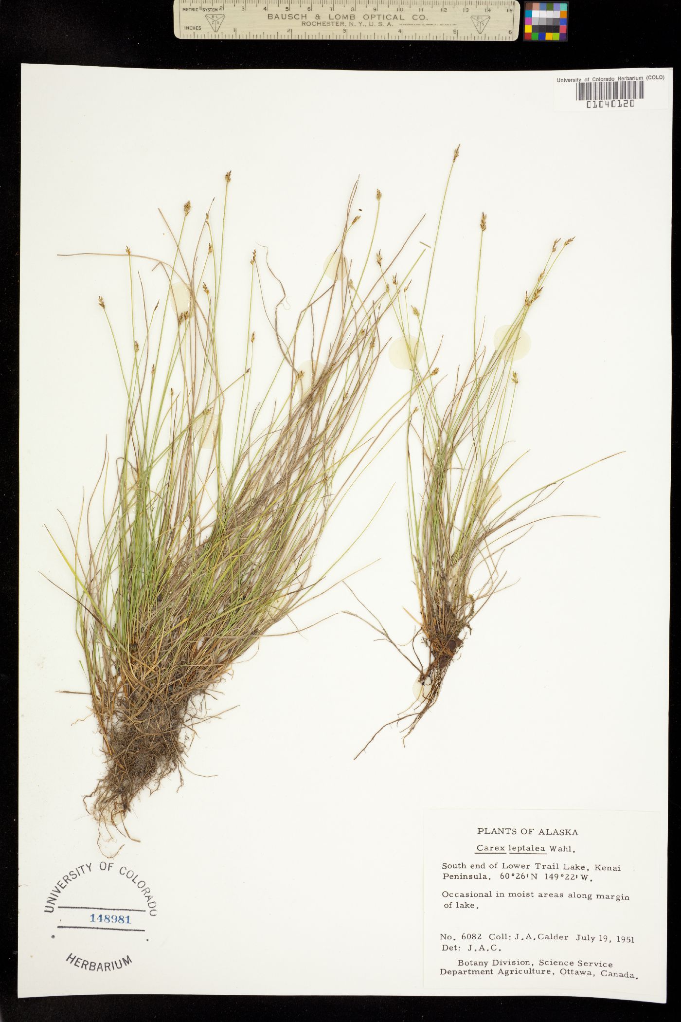 Carex leptalea image