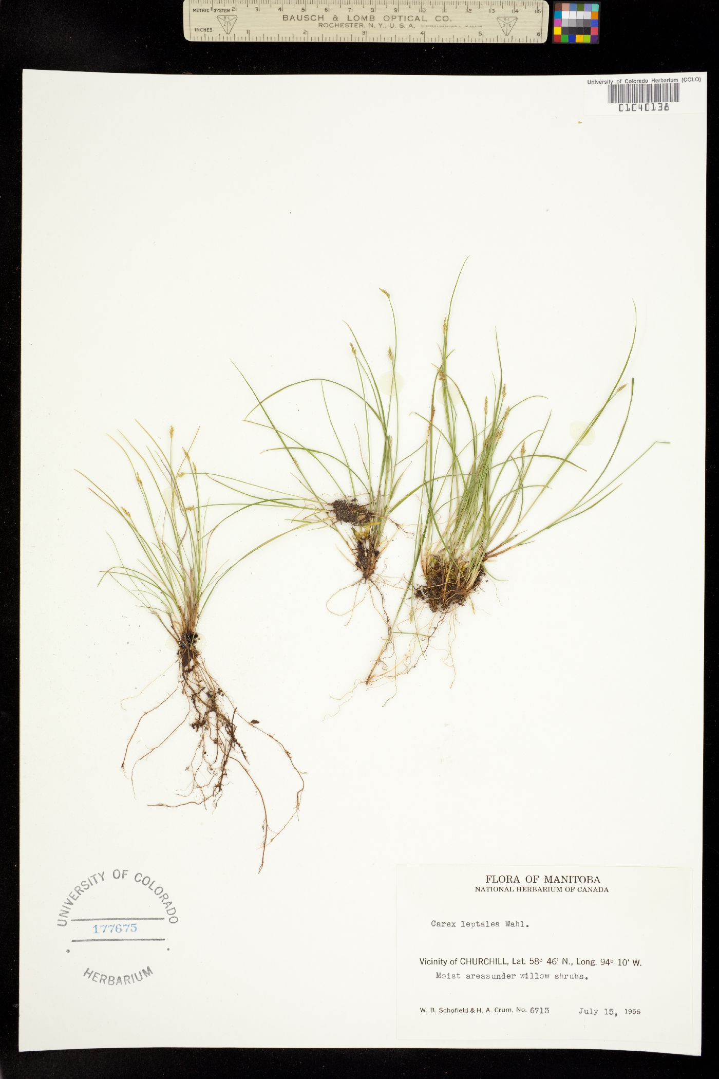 Carex leptalea image