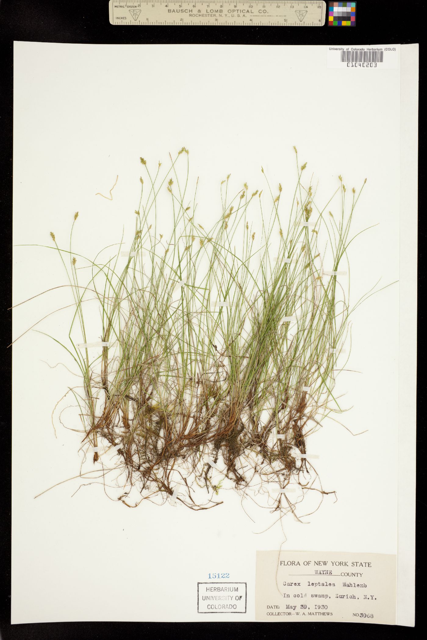 Carex leptalea image