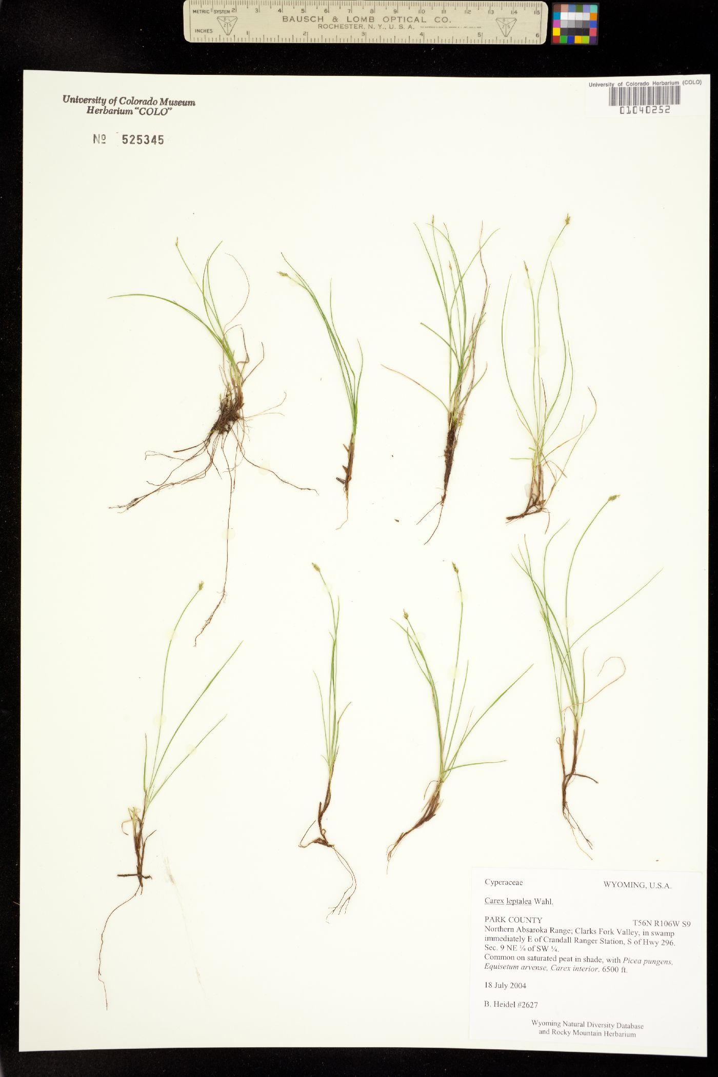 Carex leptalea image