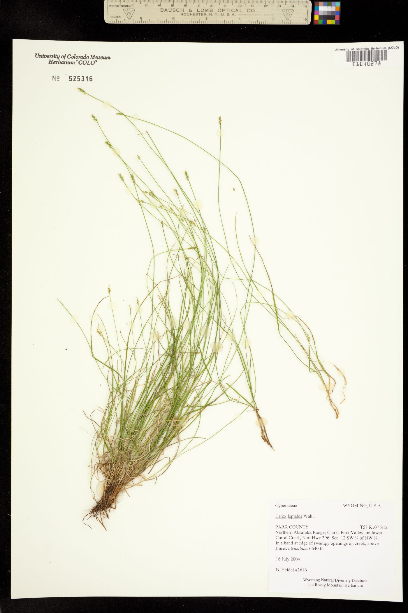 Carex leptalea image