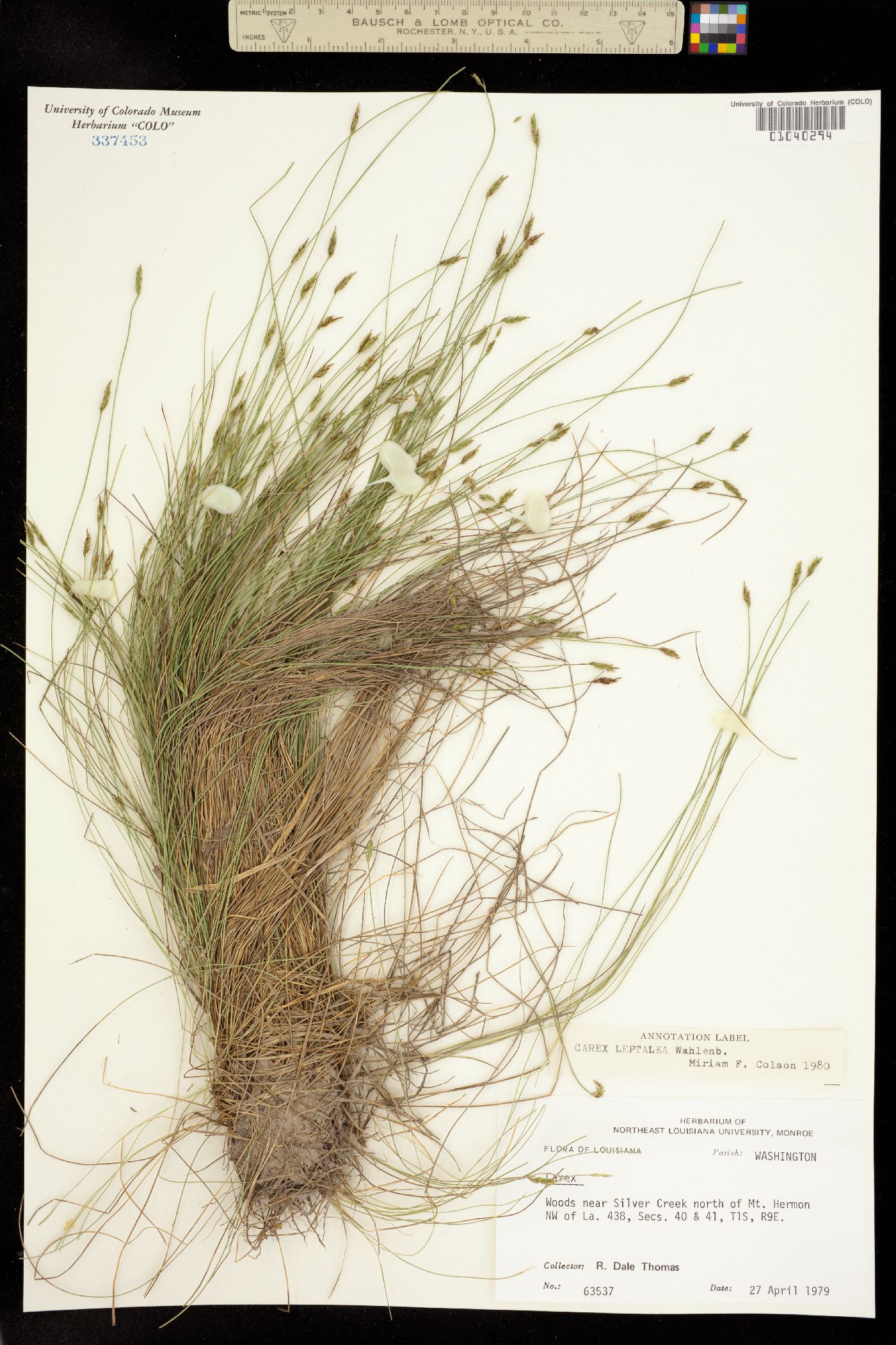 Carex leptalea image