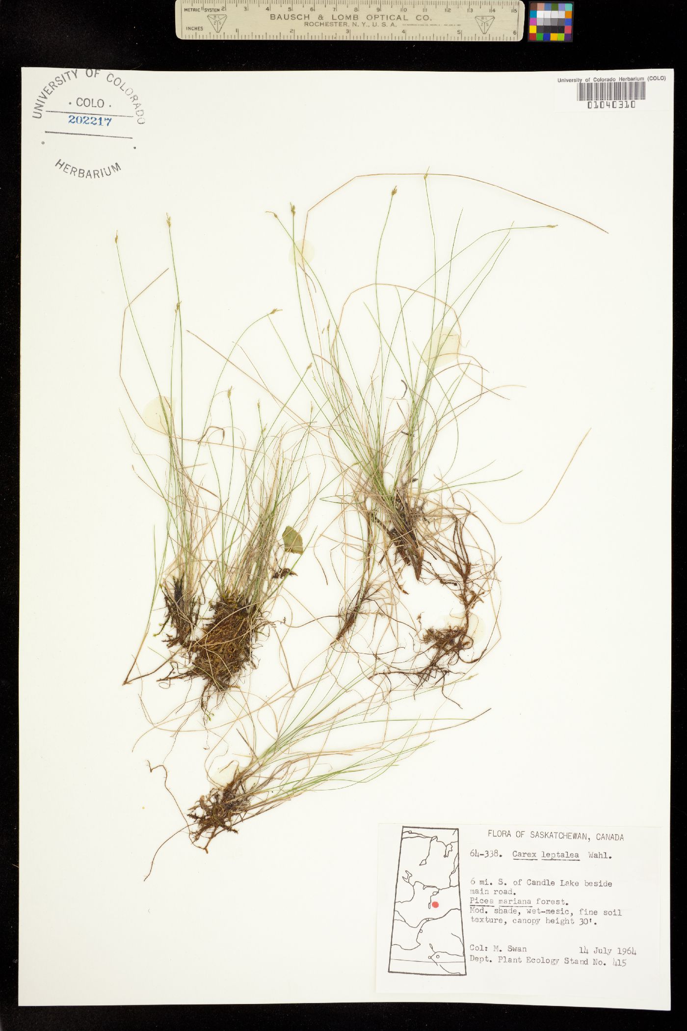 Carex leptalea image