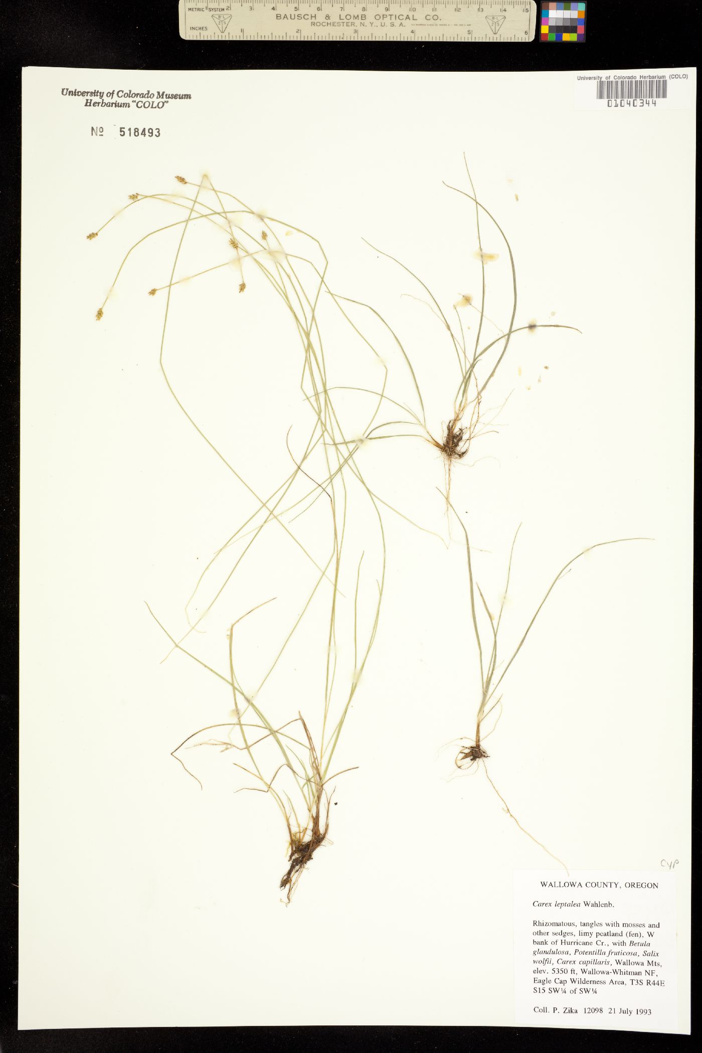 Carex leptalea image