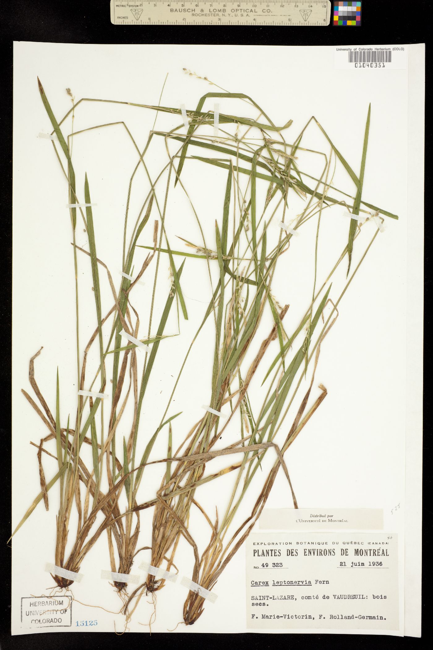 Carex leptonervia image