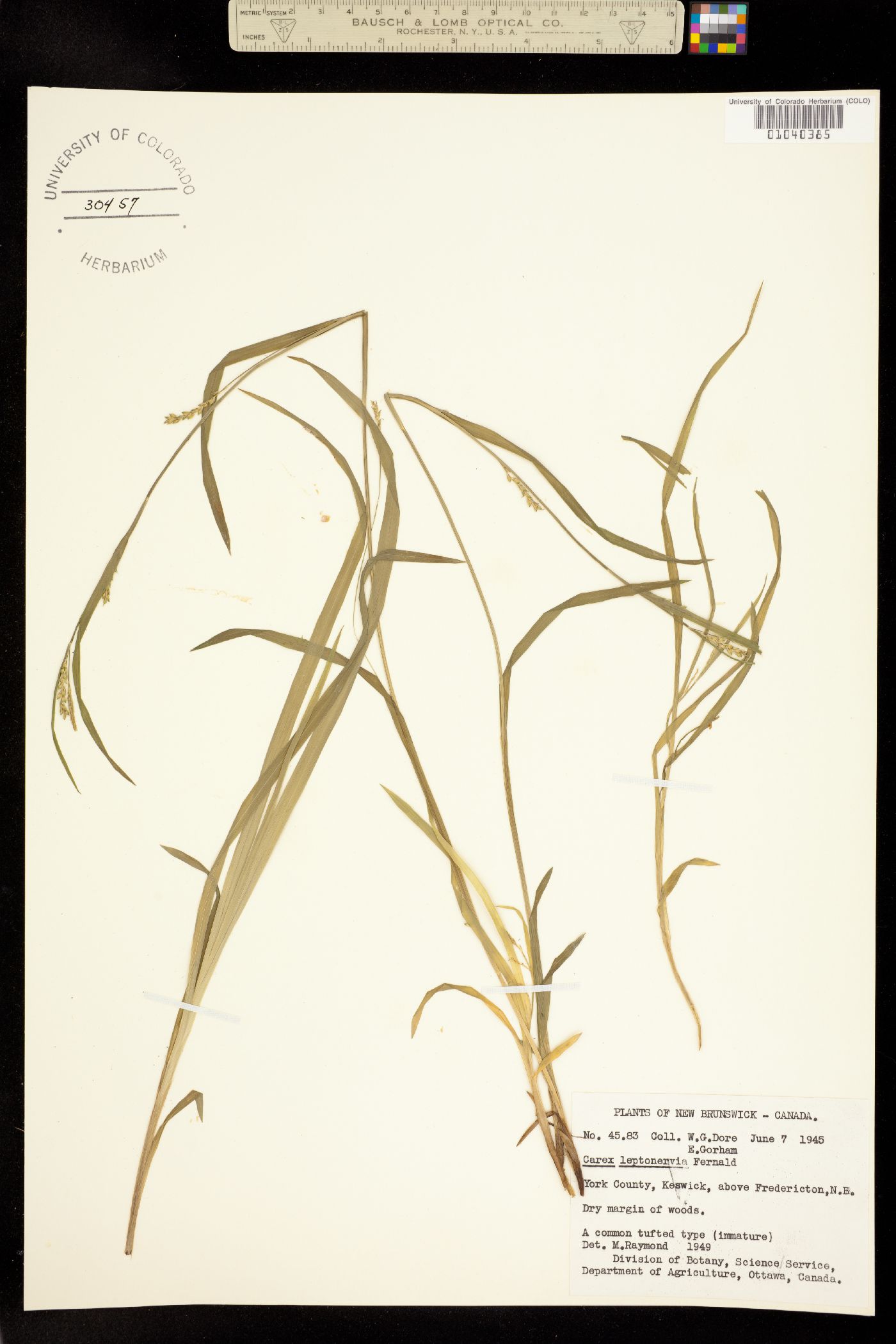 Carex leptonervia image