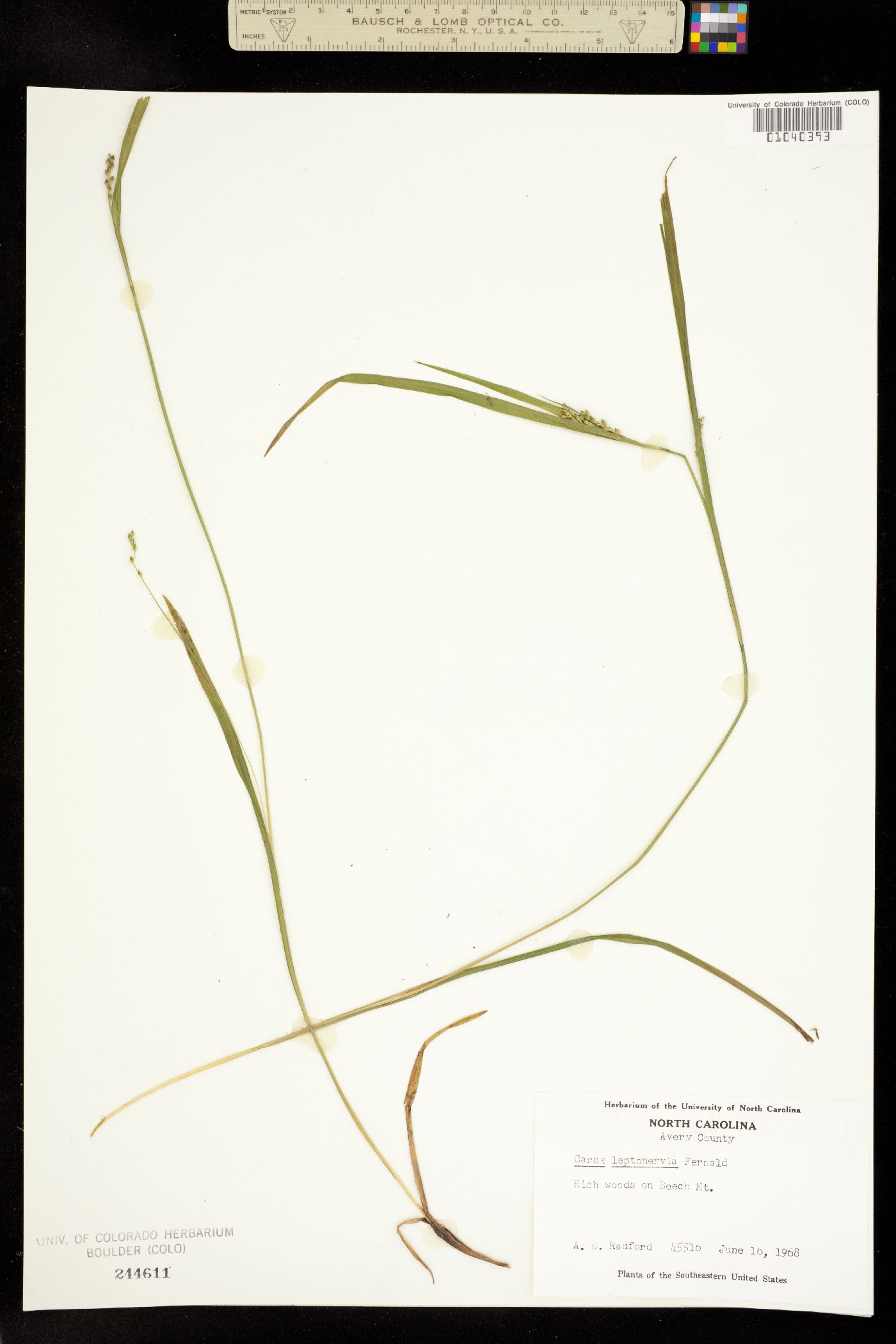 Carex leptonervia image