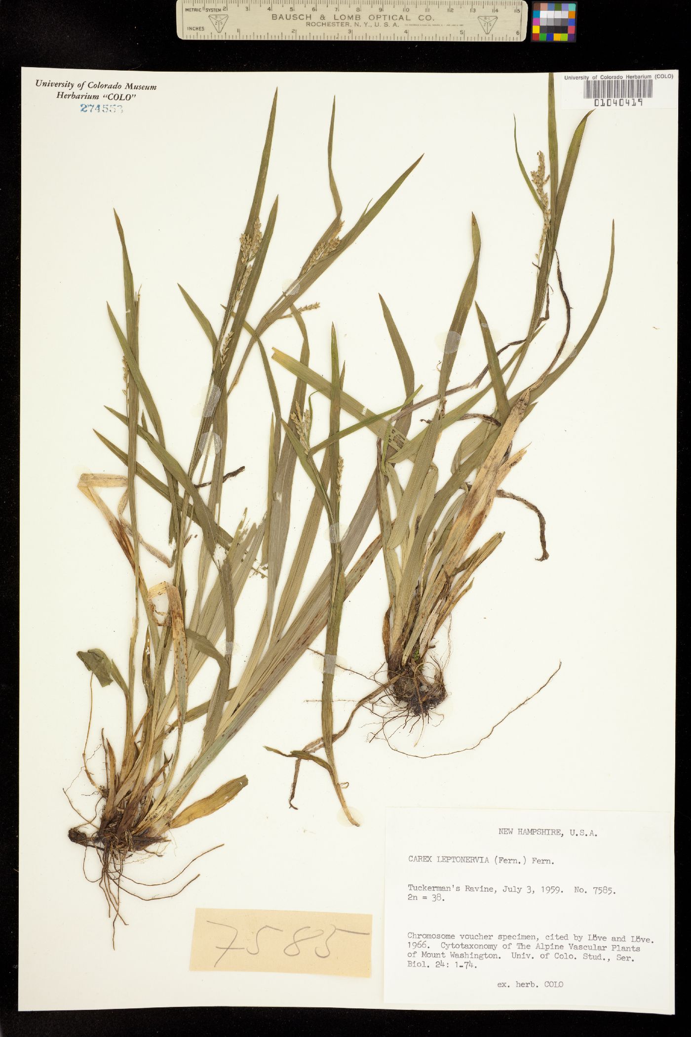 Carex leptonervia image