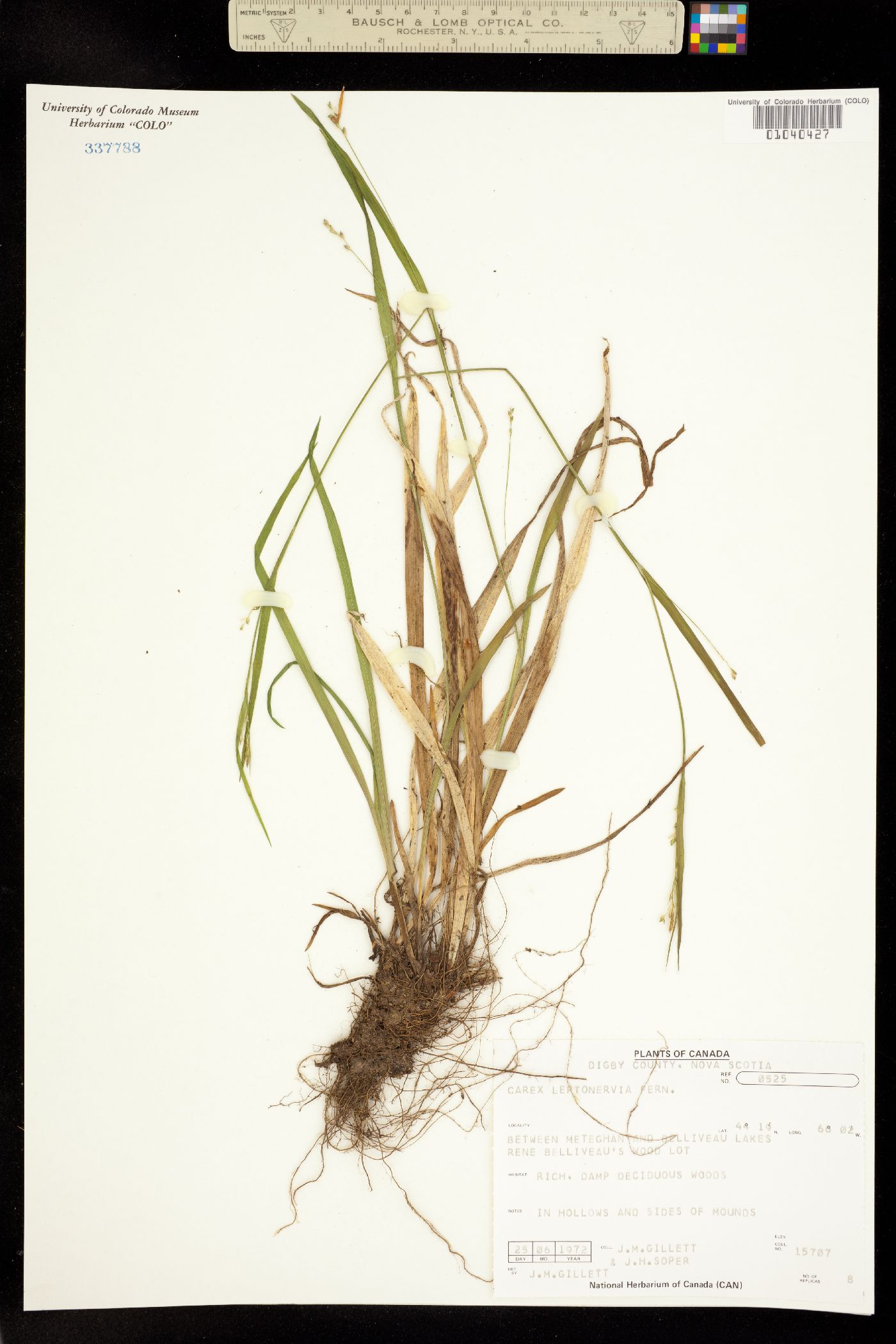 Carex leptonervia image