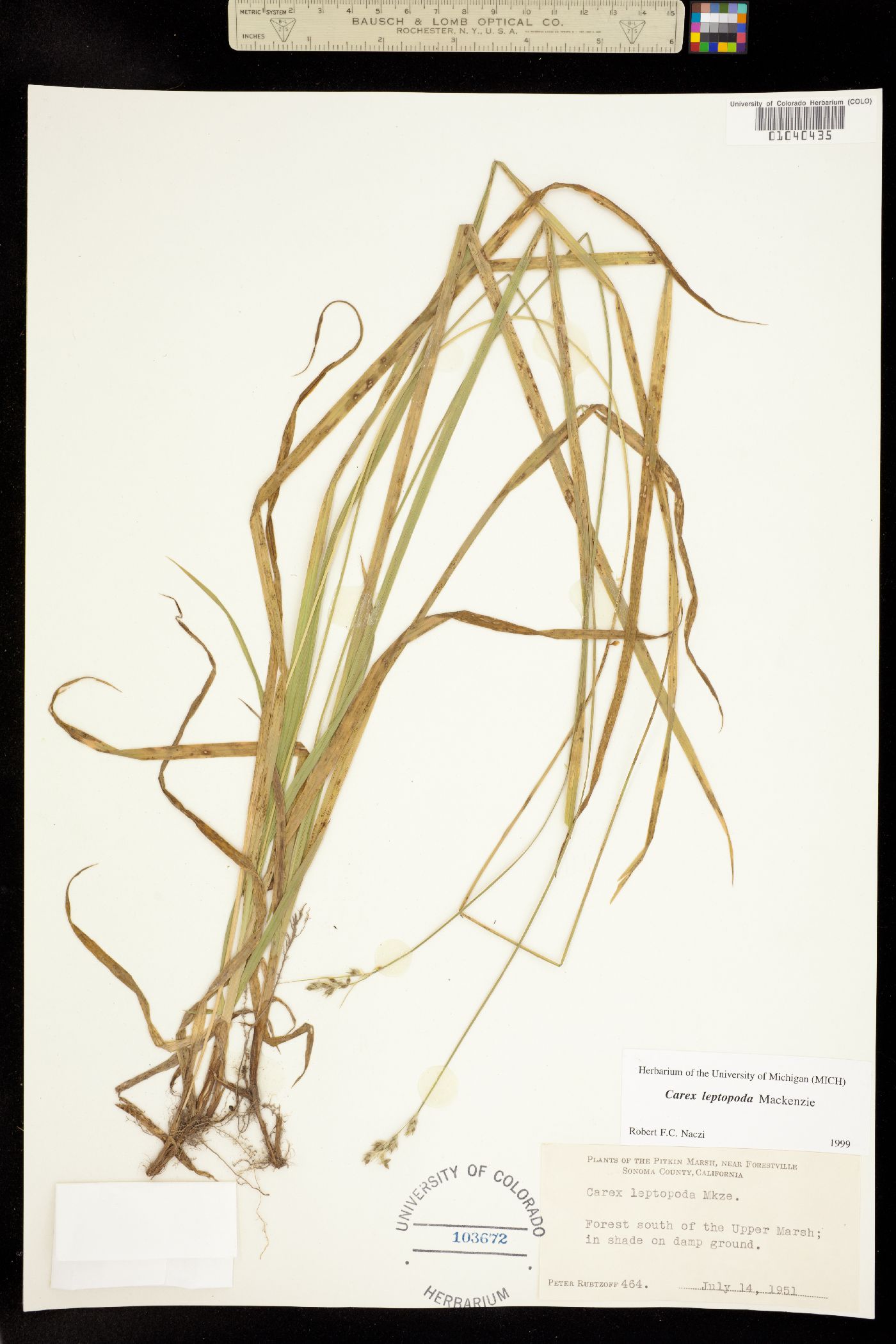 Carex leptopoda image