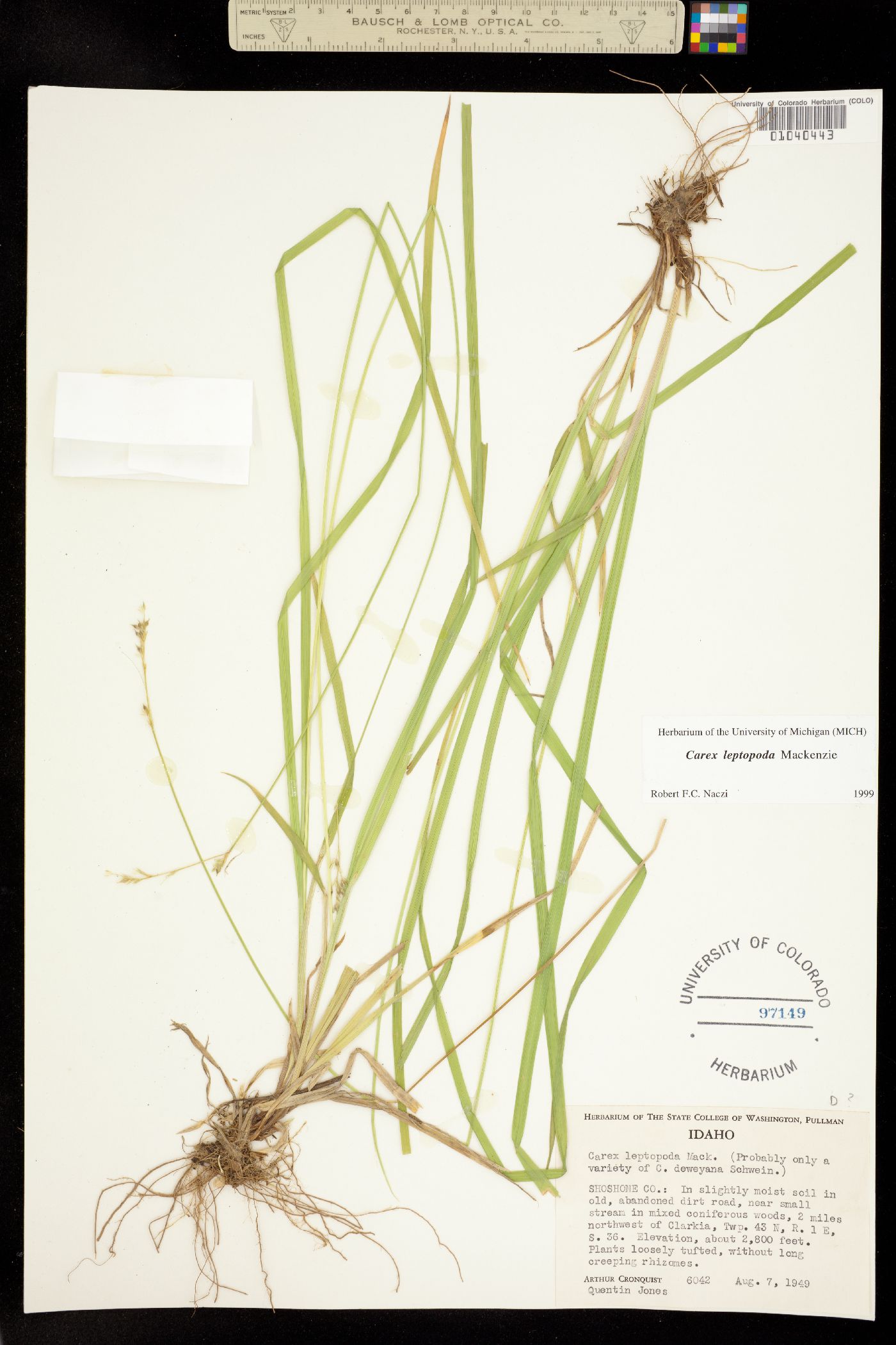 Carex leptopoda image