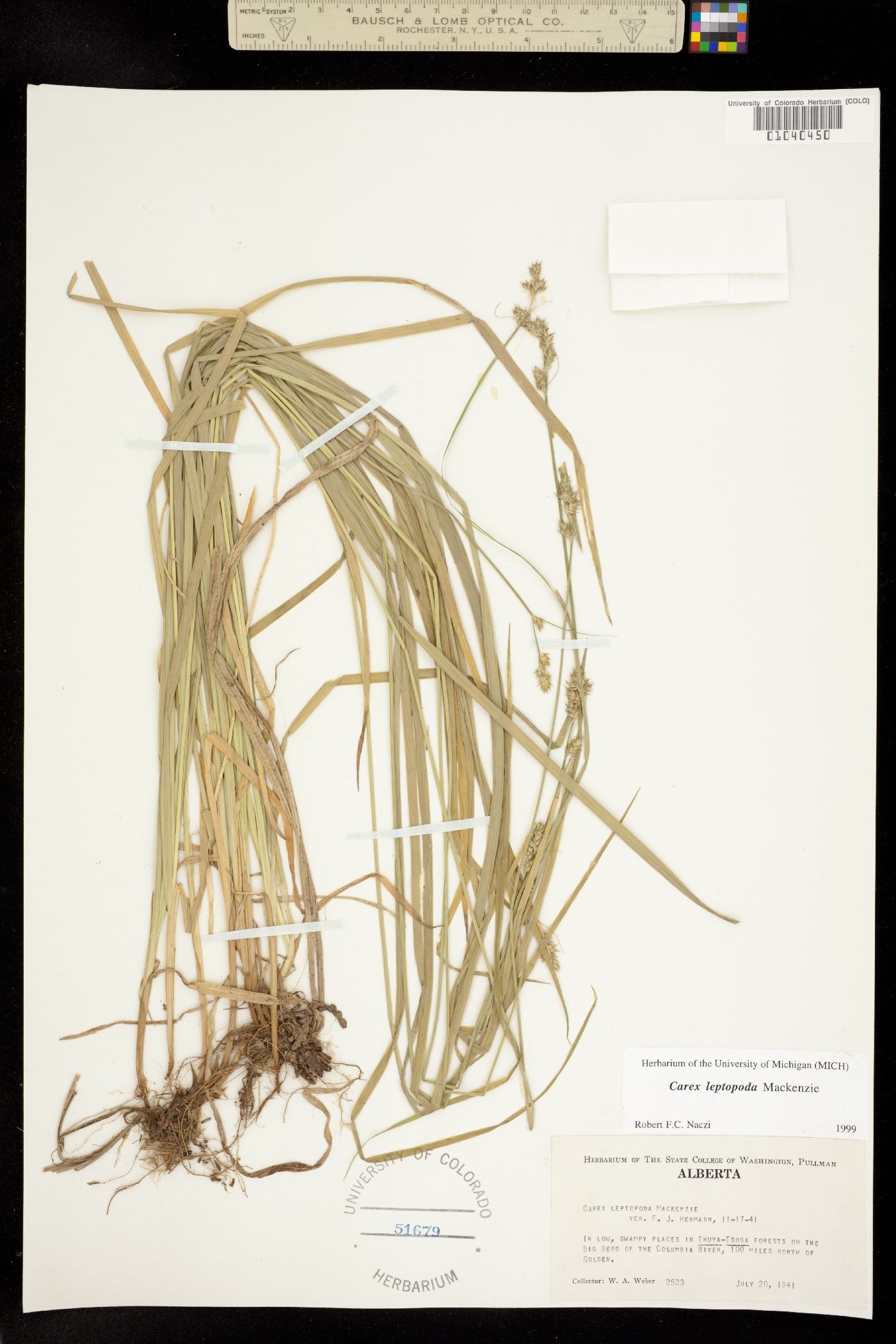 Carex leptopoda image