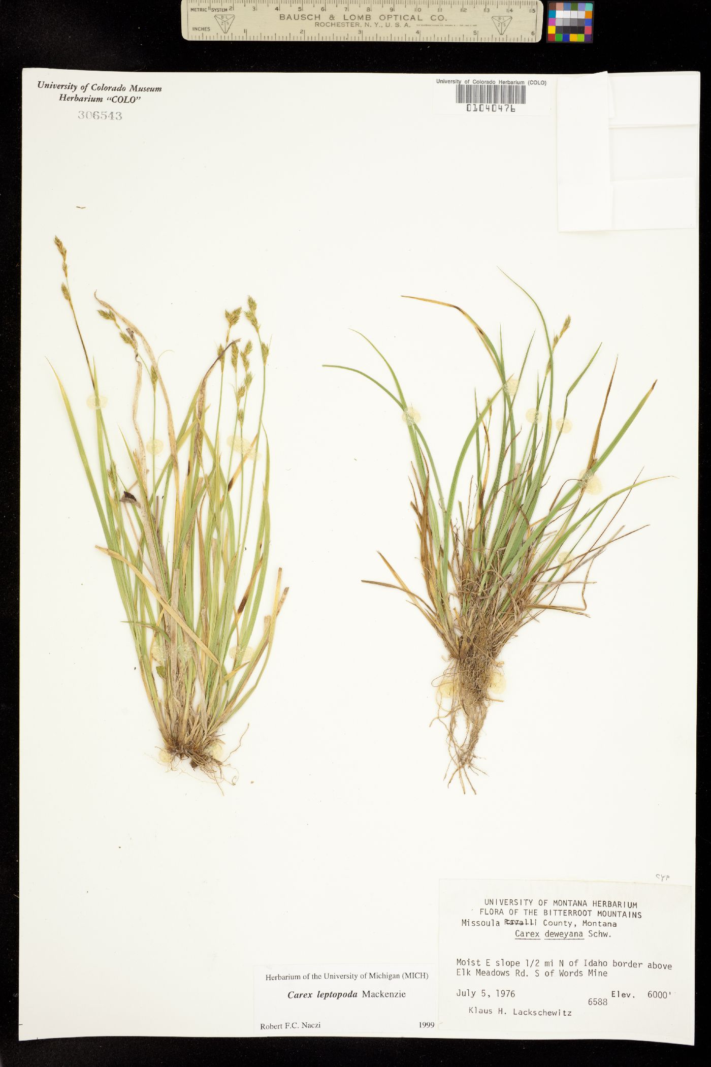 Carex leptopoda image