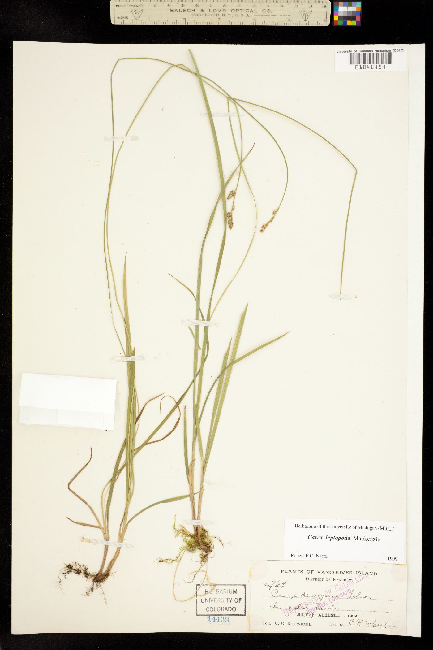 Carex leptopoda image