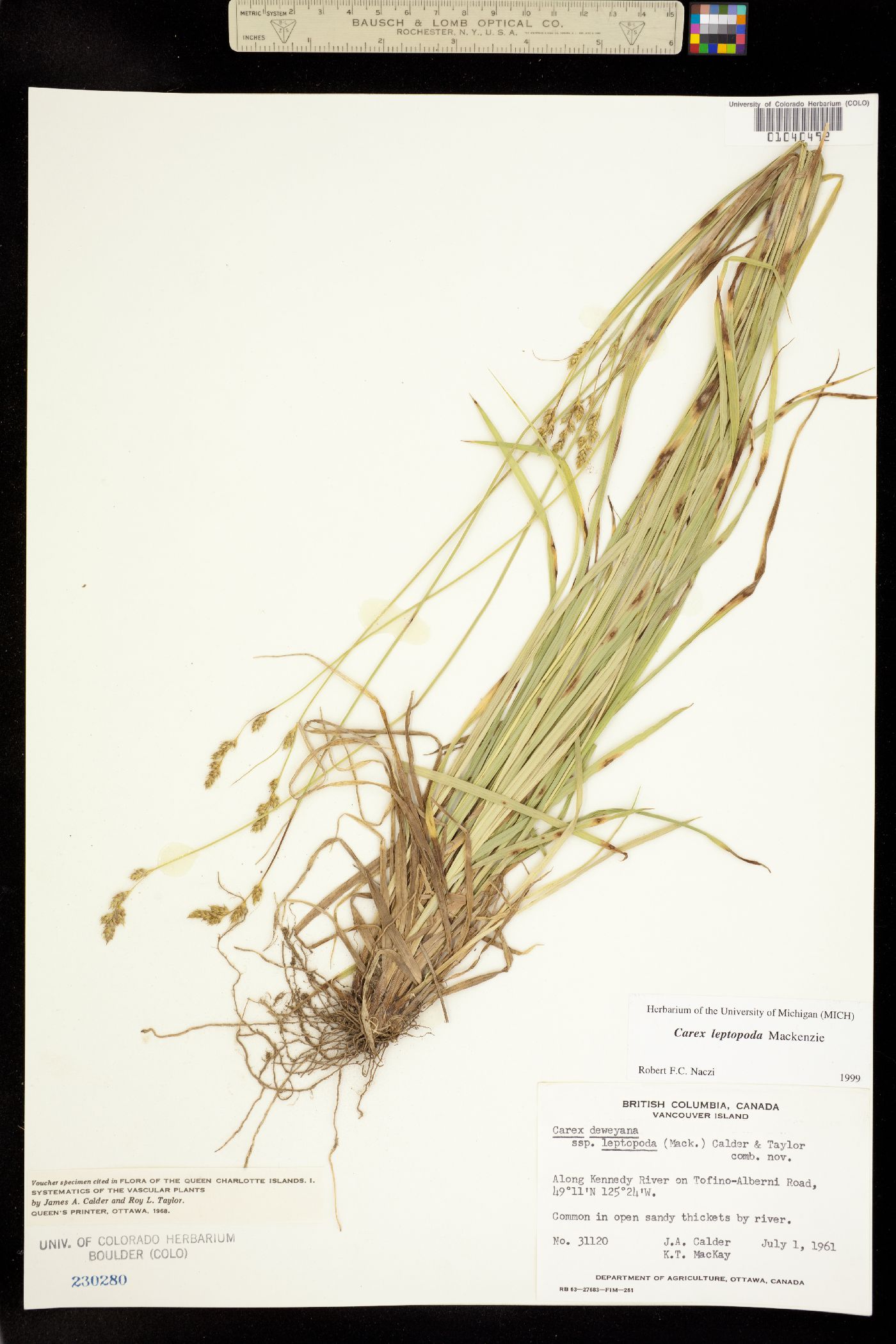 Carex leptopoda image