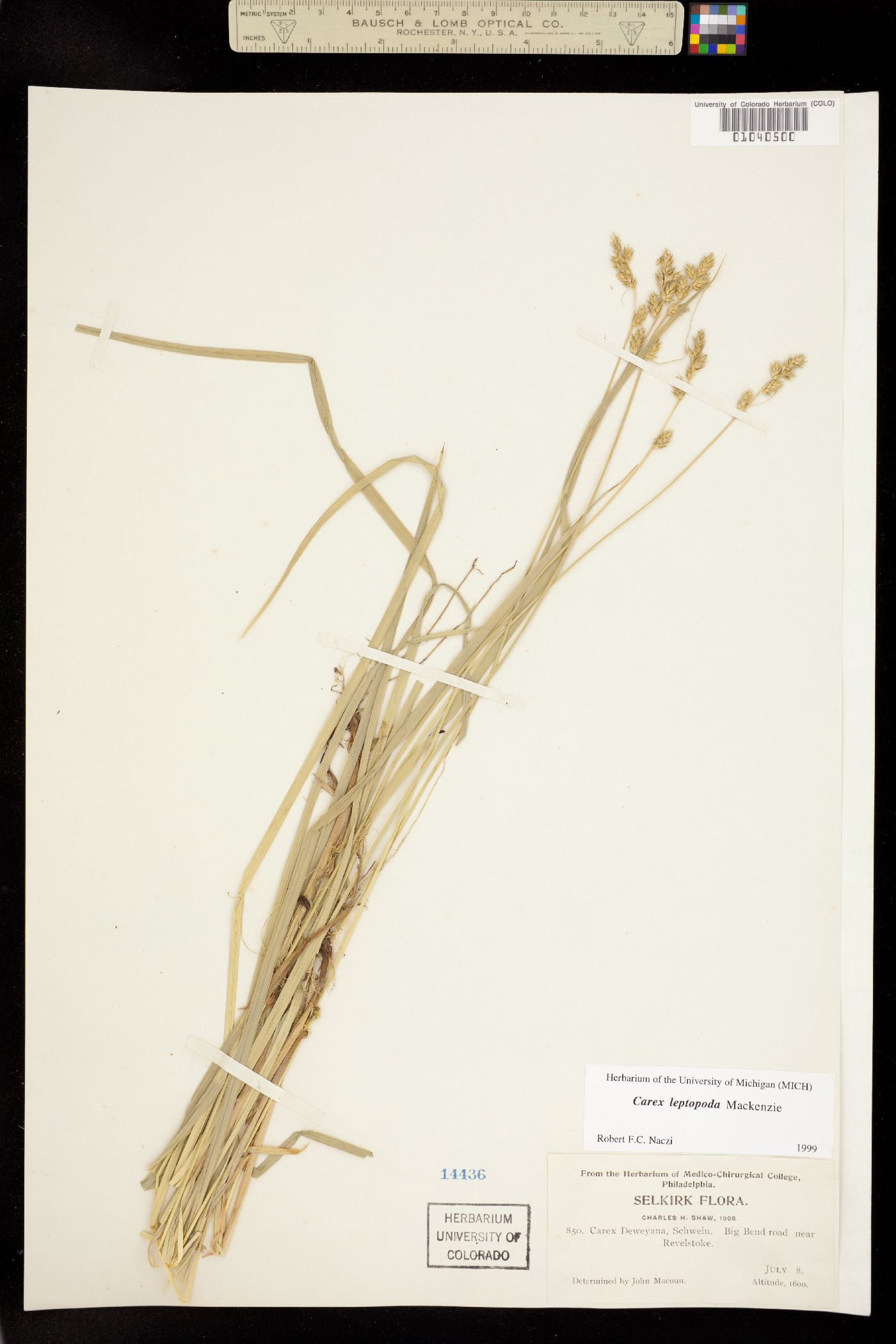 Carex leptopoda image