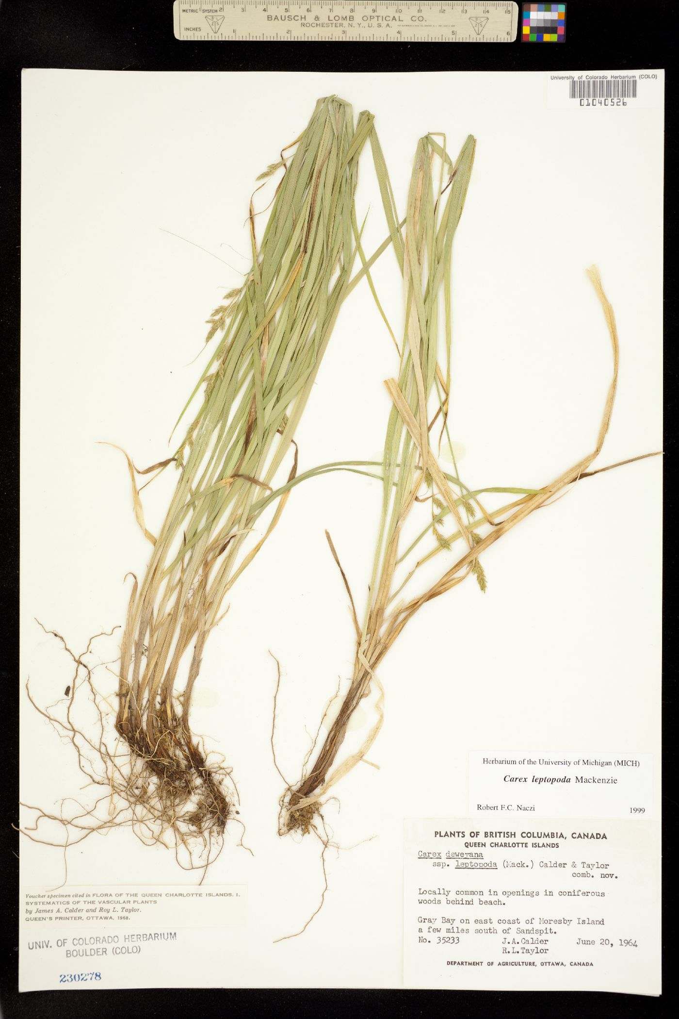 Carex leptopoda image