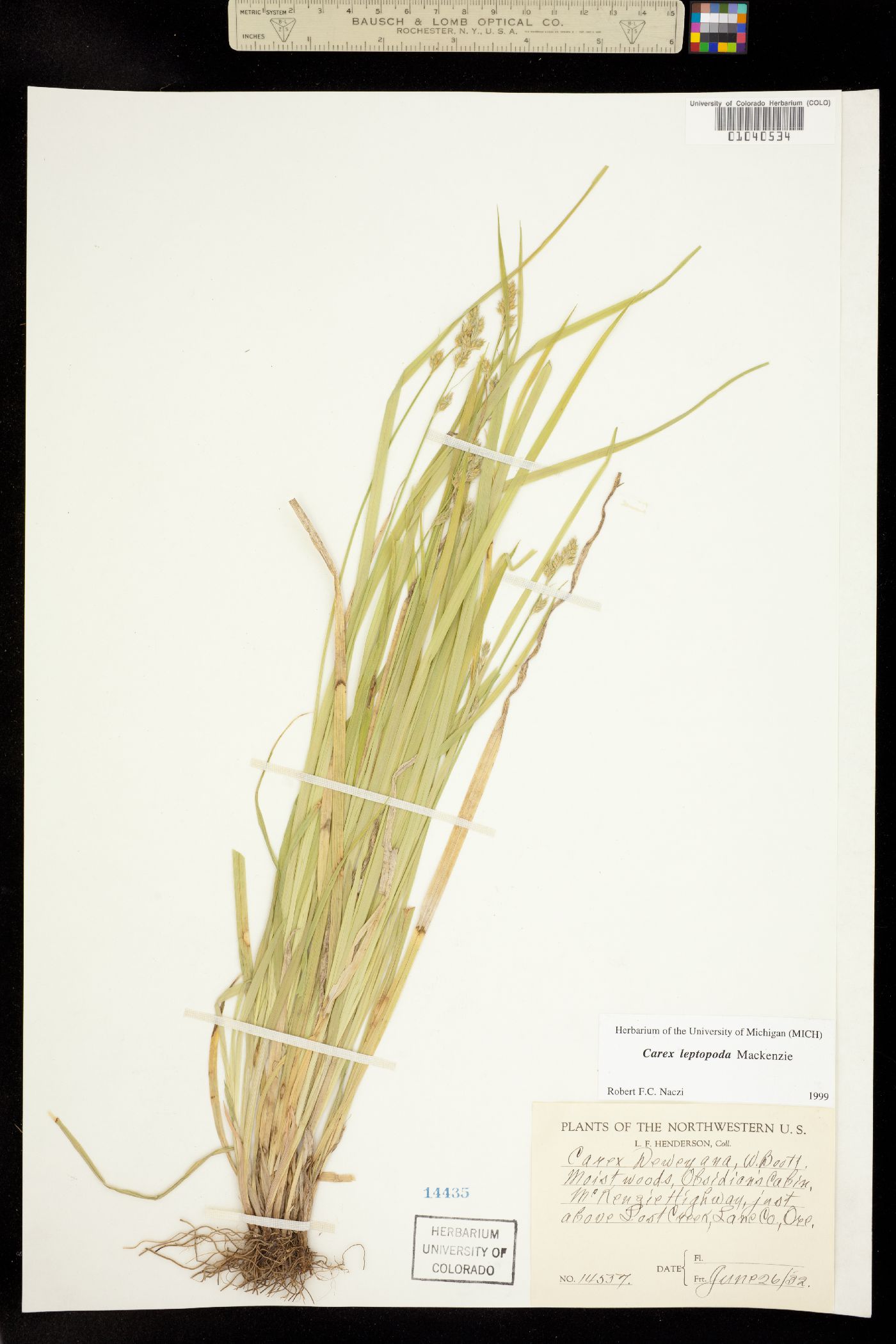 Carex leptopoda image