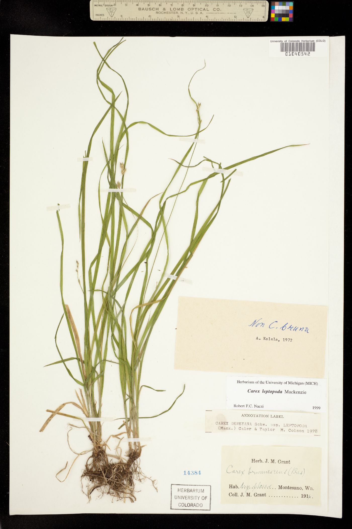 Carex leptopoda image