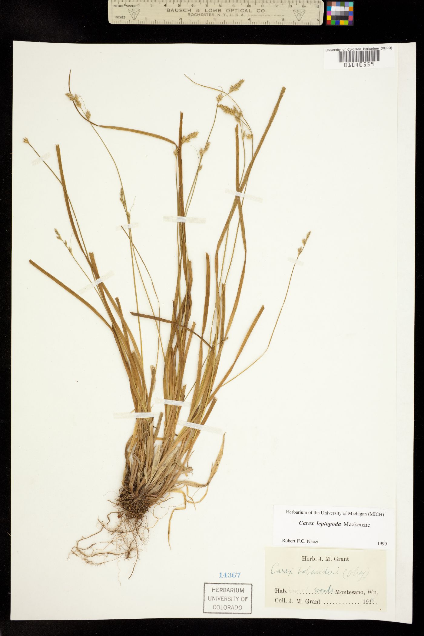Carex leptopoda image