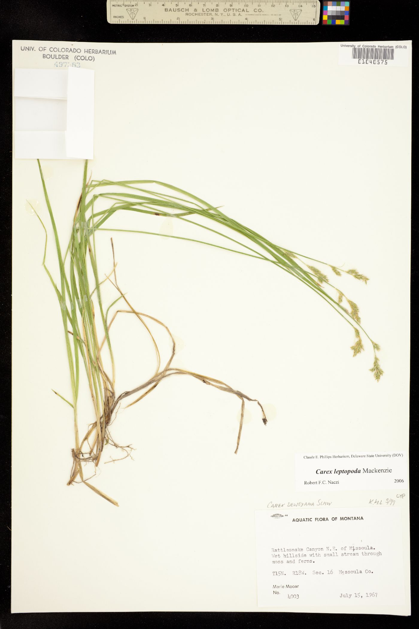 Carex leptopoda image