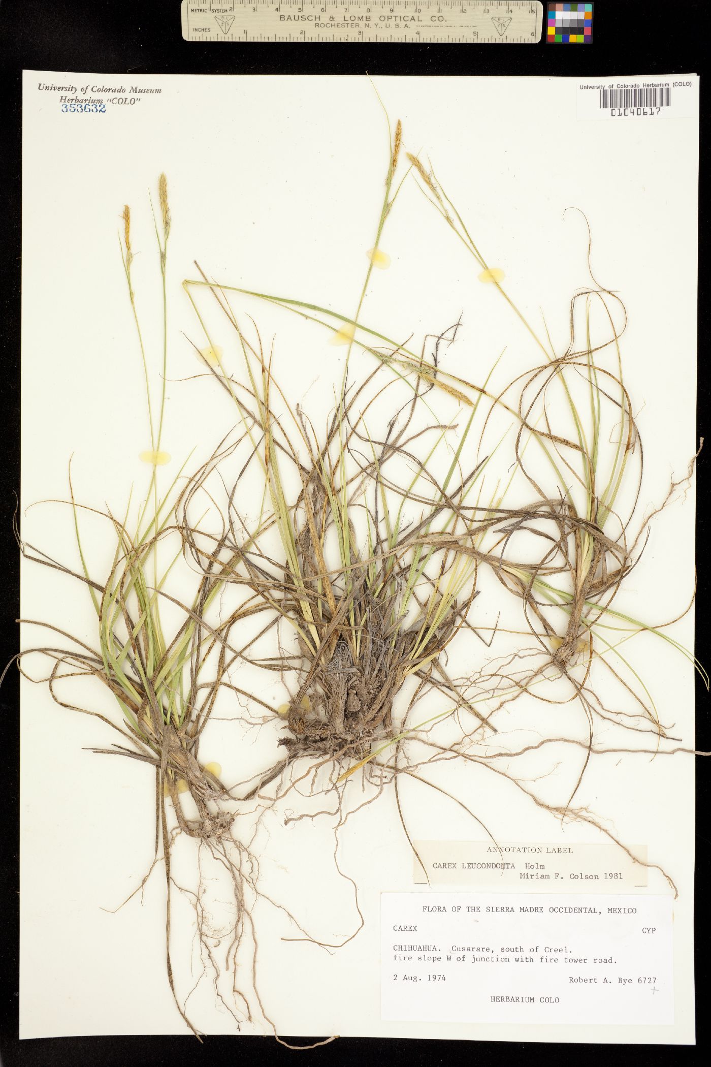 Carex turbinata image