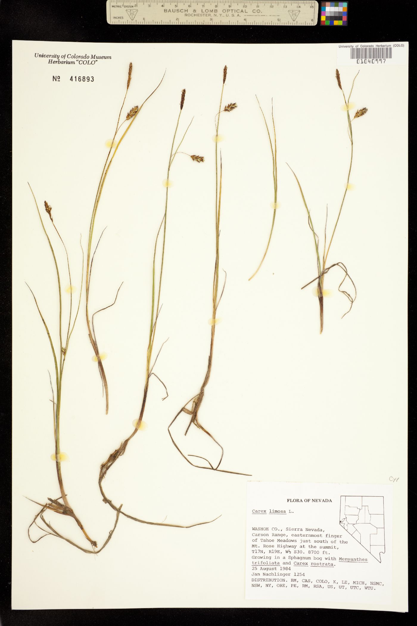 Carex limosa image