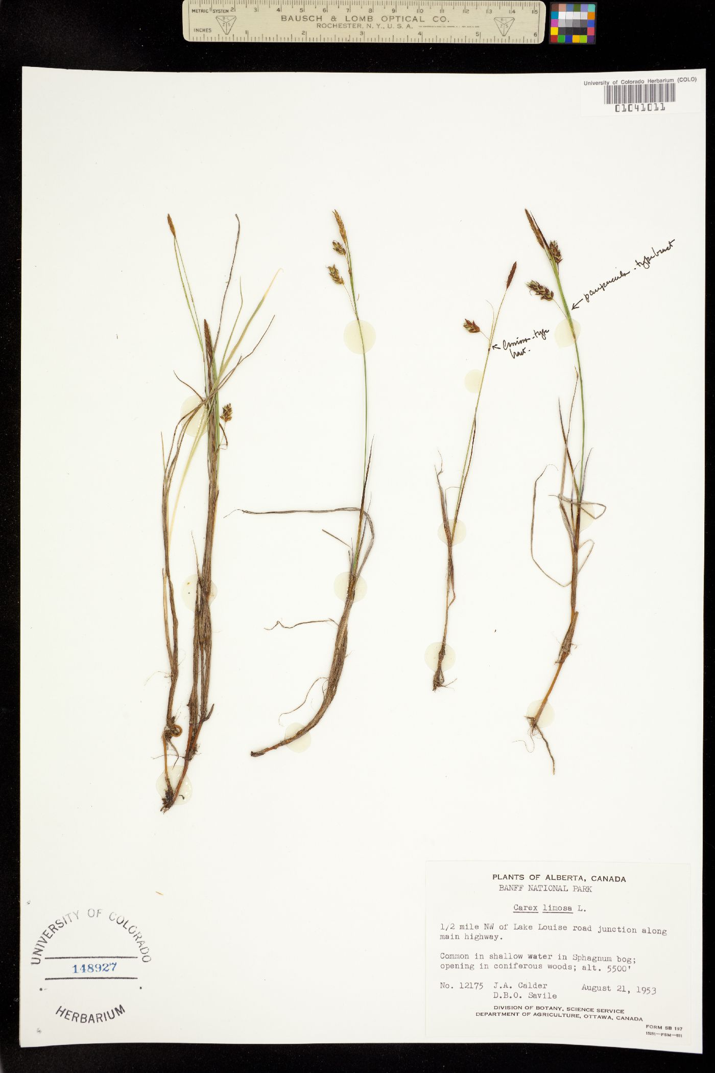 Carex limosa image