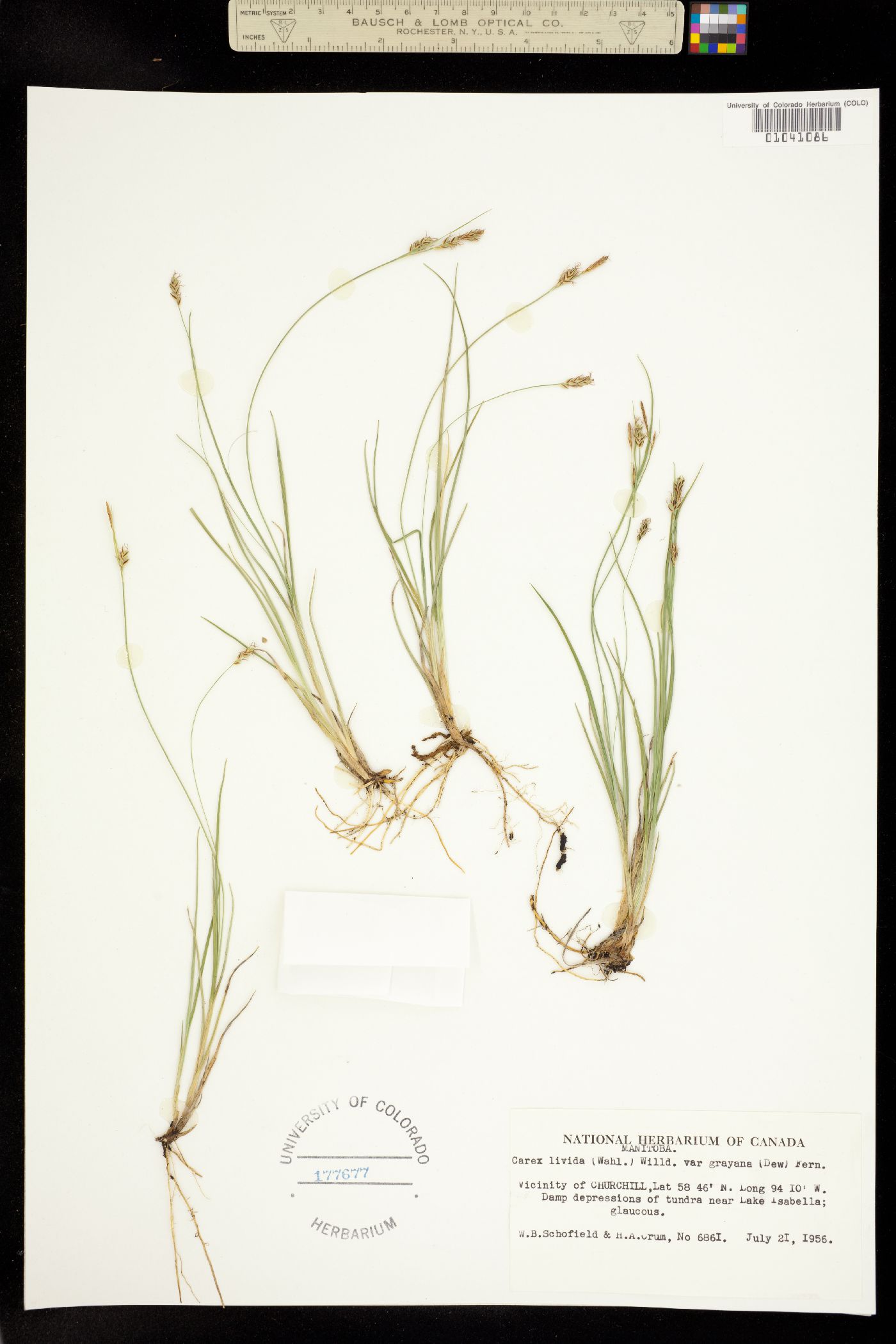 Carex livida image